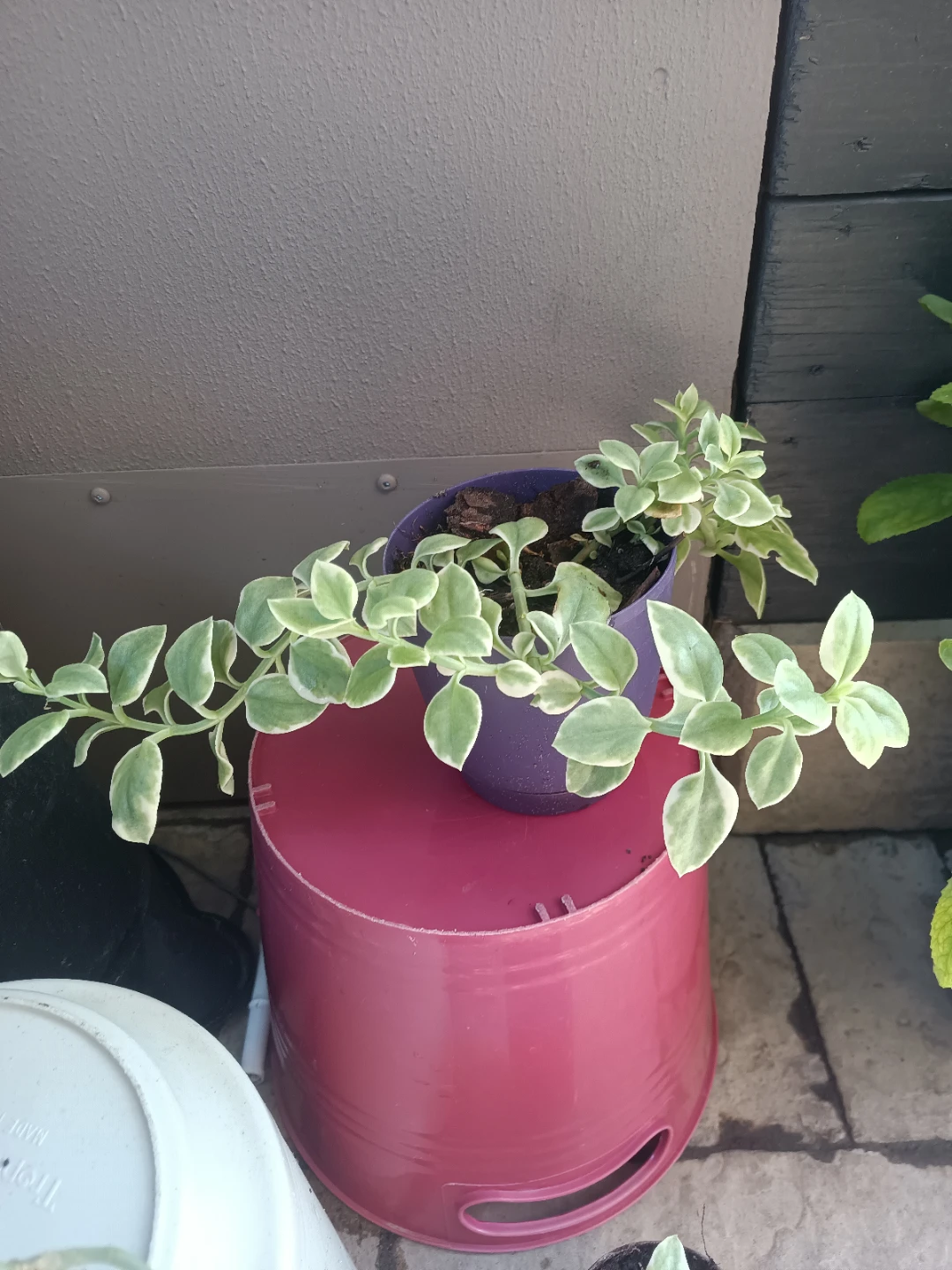 Baby sun rose Plant - photo 3