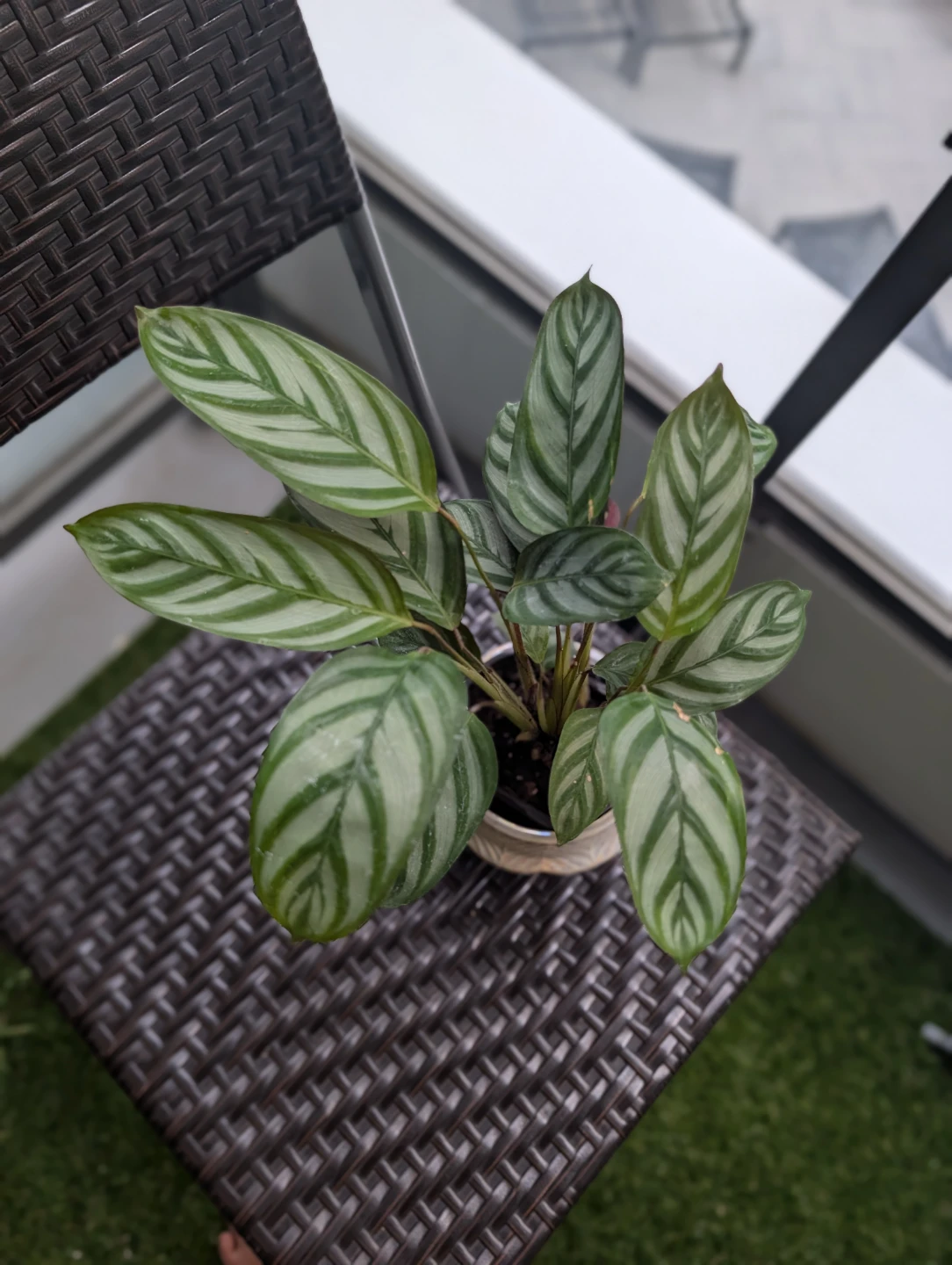 Decorative Calathea Plant - photo 2