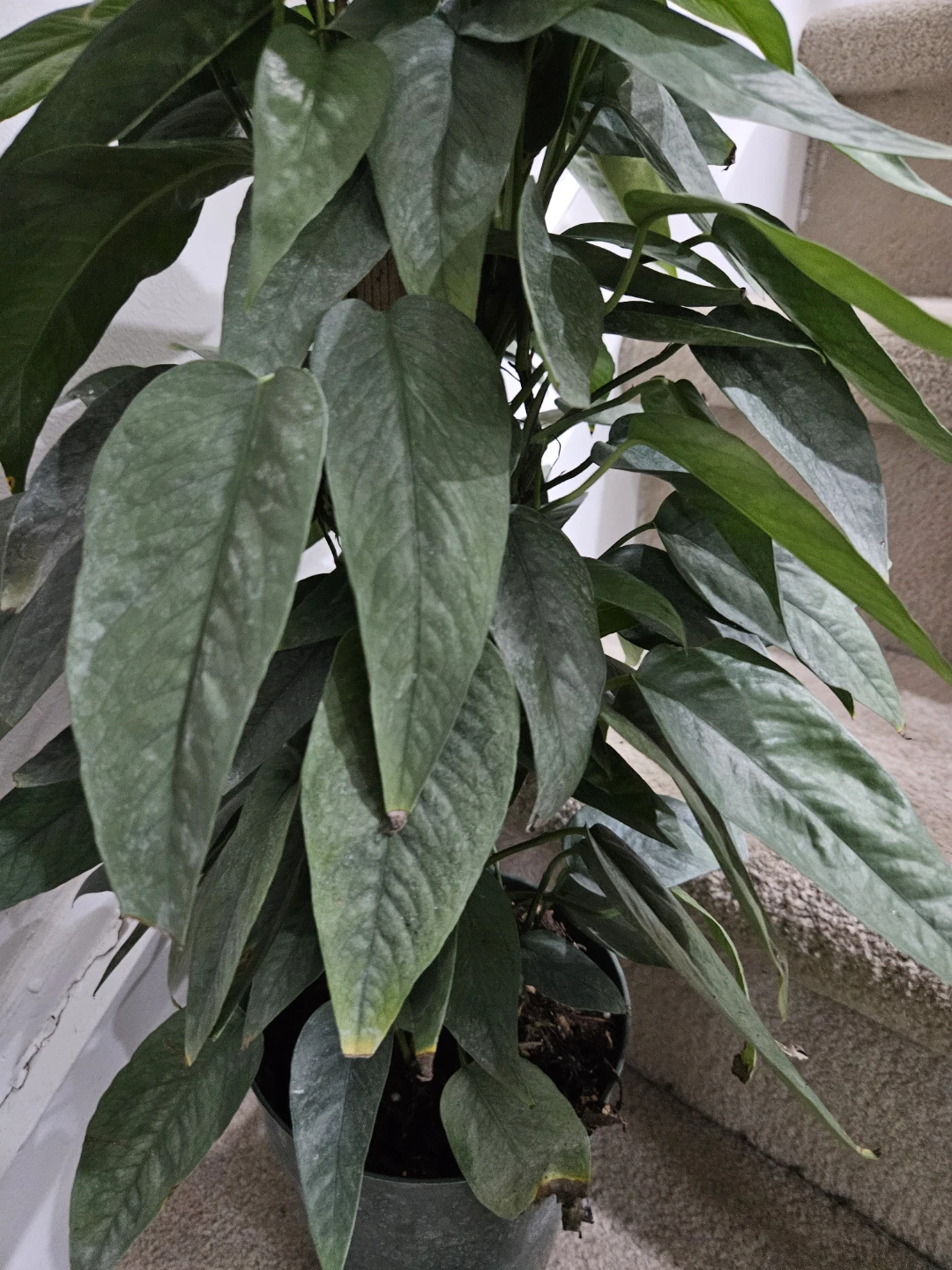 Large House Plant cube blue