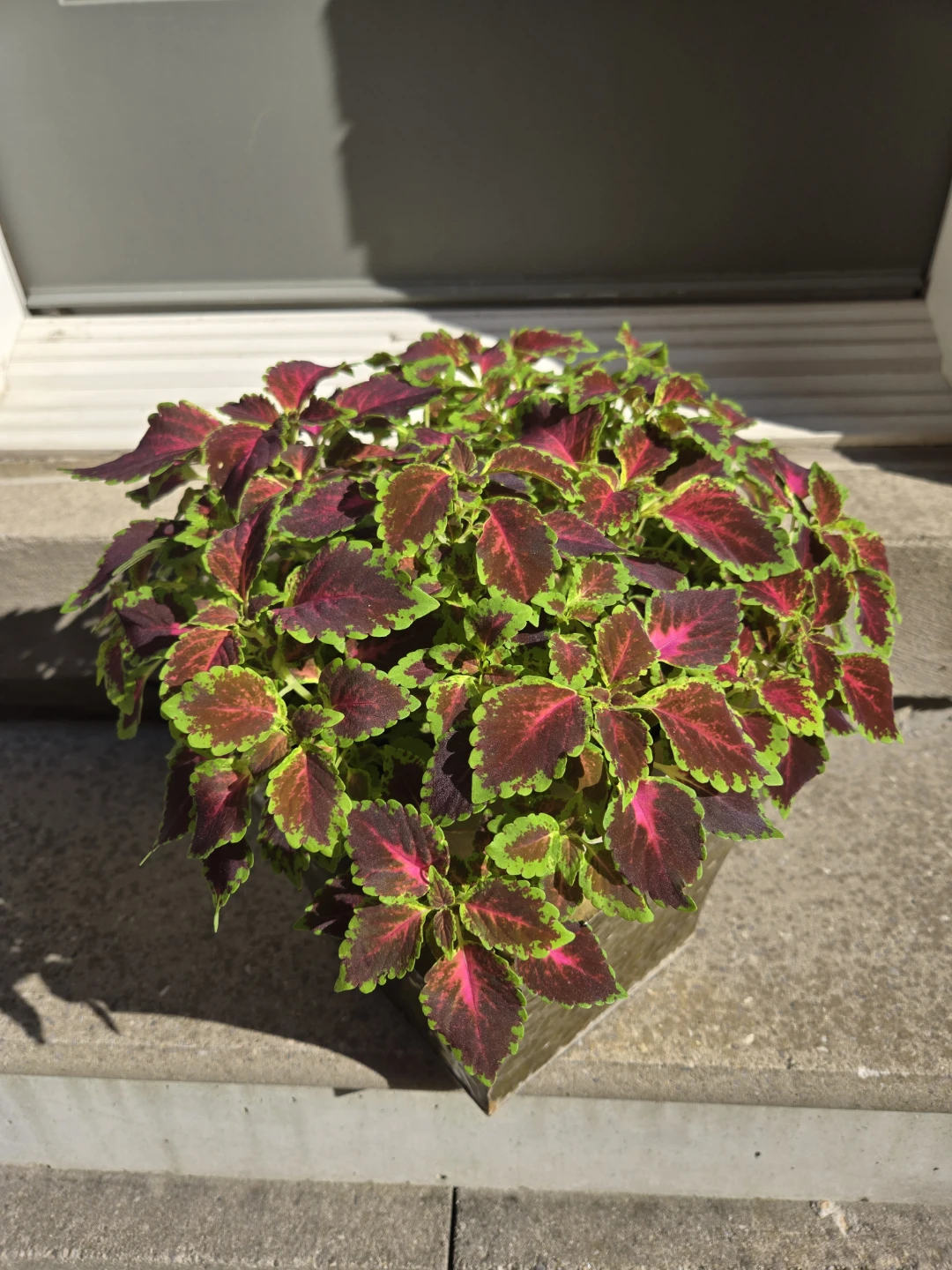 Potted Coleus Plant