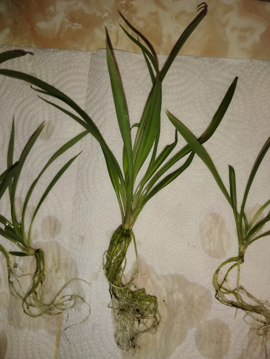 Baby spider plants (Chlorophytum comosum)