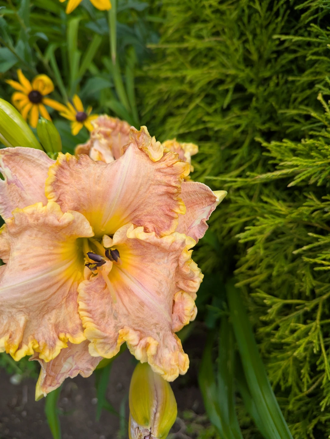 Peach and Yellow Daylily Flower