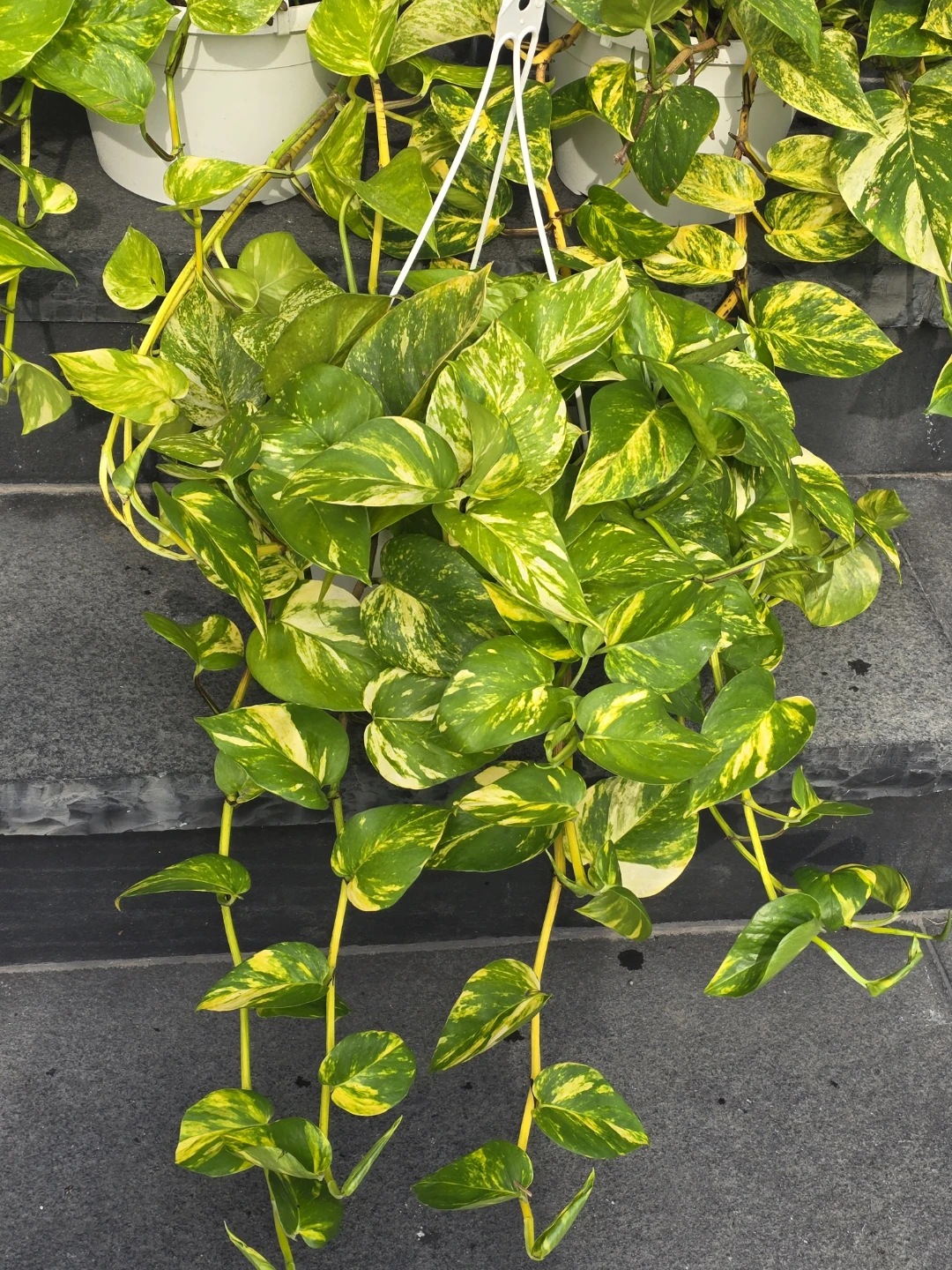 Golden Pothos Hanging Plant - photo 2