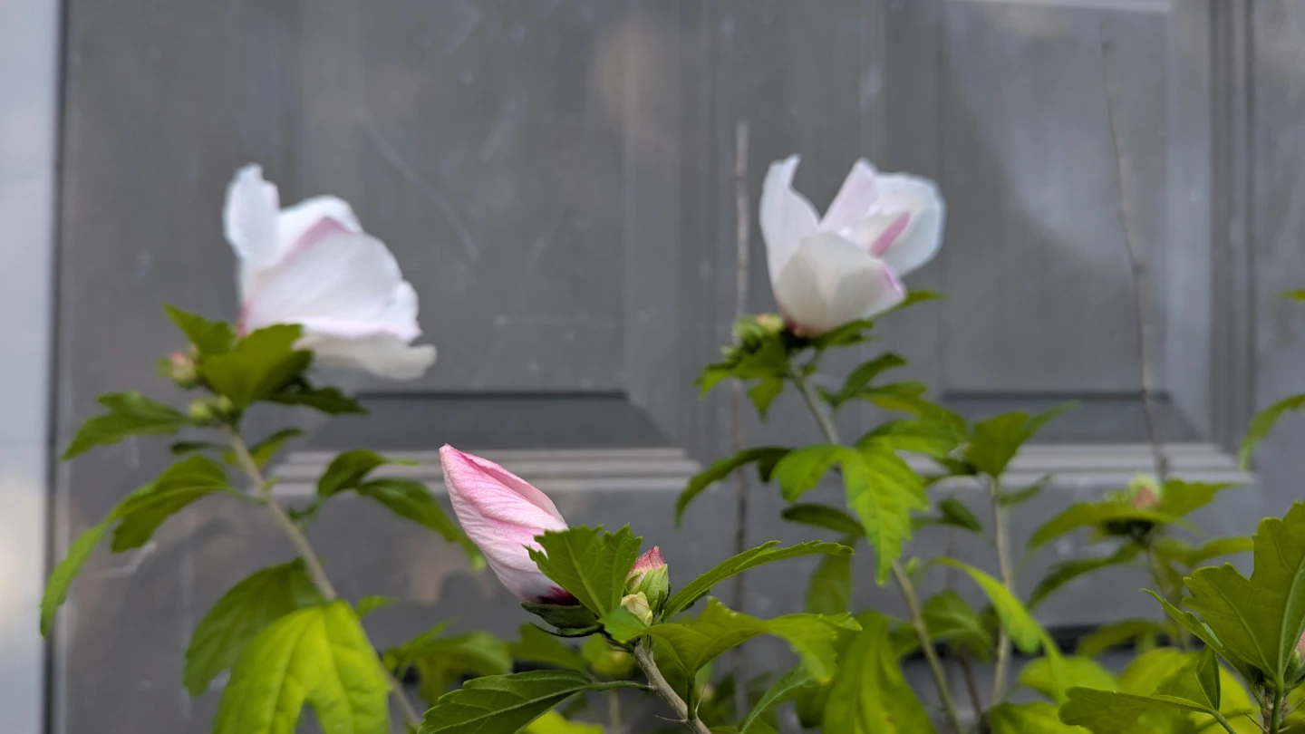 White/ pink splash, red center, Rose of Sharon - photo 2