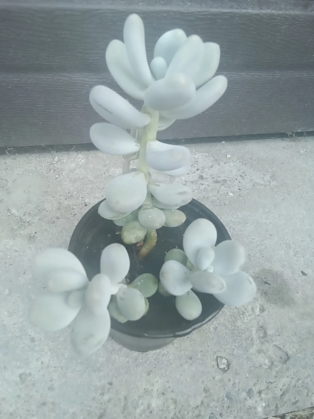 Moonstone Succulent Plant