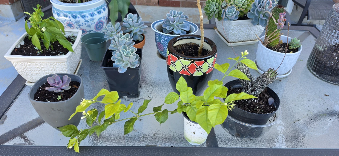 Fragrant Jasmine Plant - photo 2