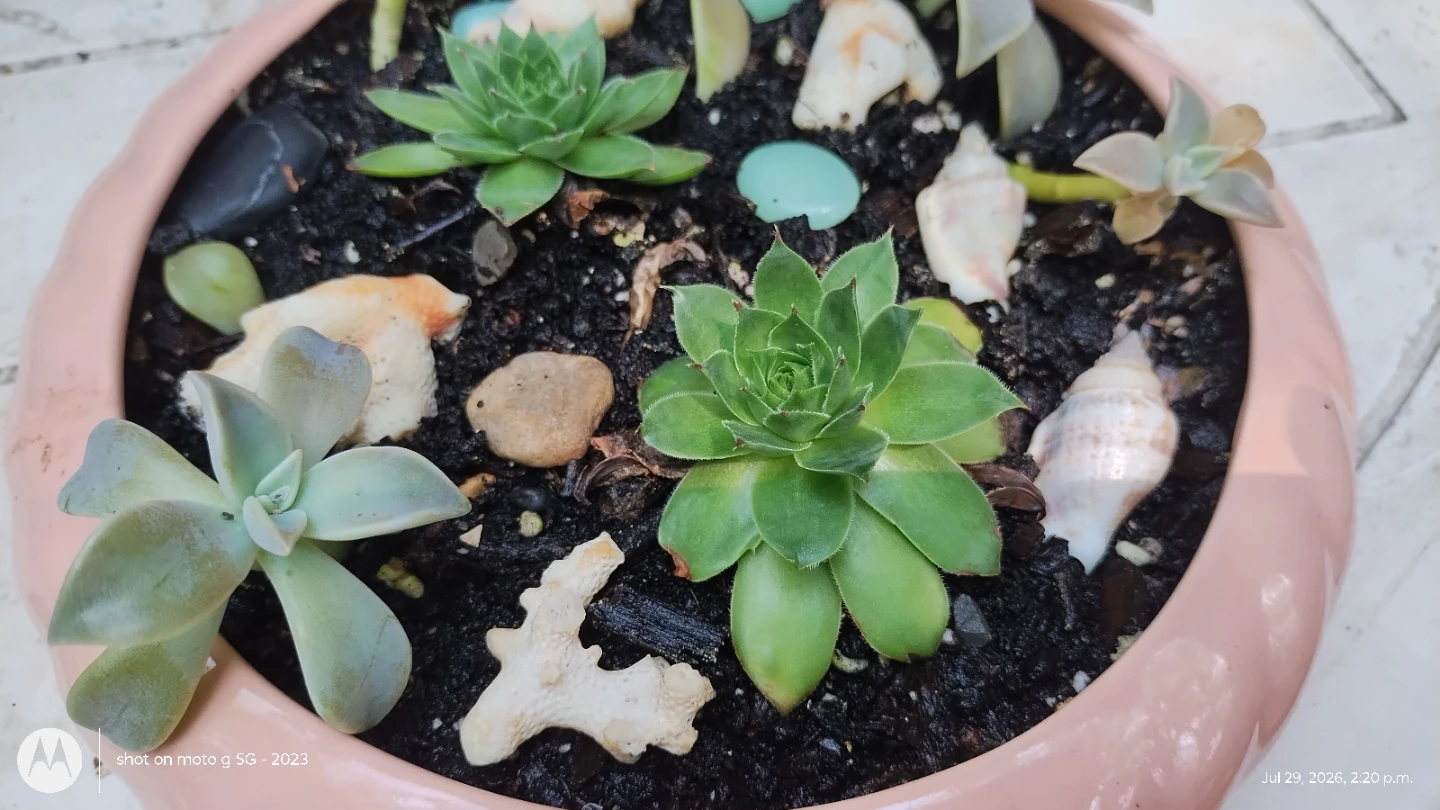 Succulent Planter with Seashells - photo 3