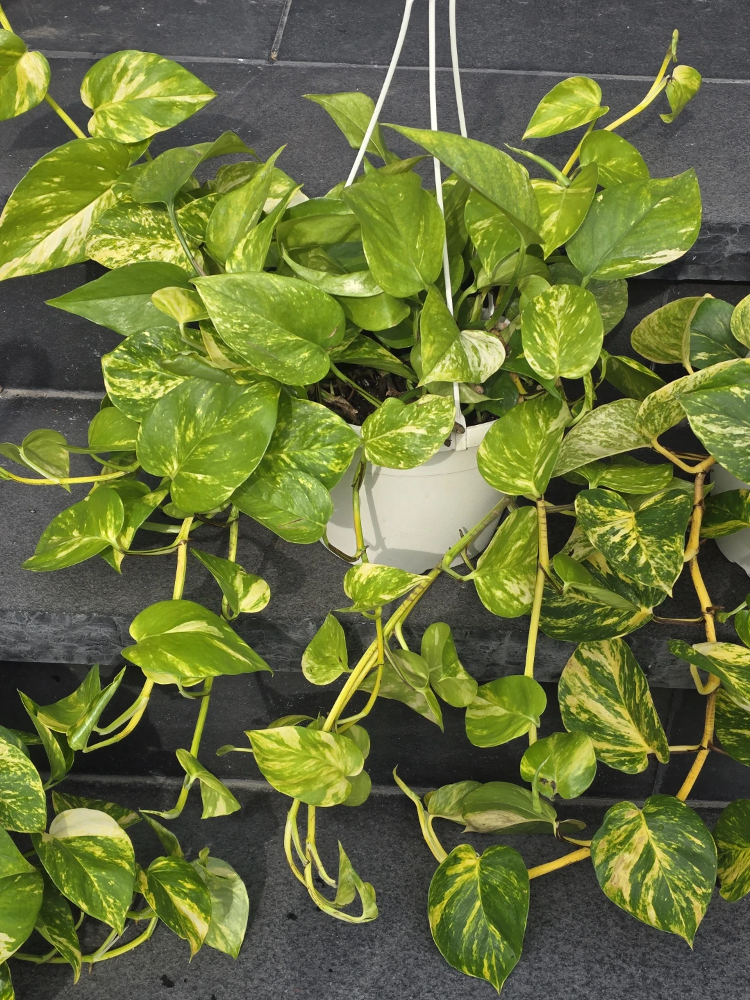 Golden Pothos Hanging Plant - photo 5