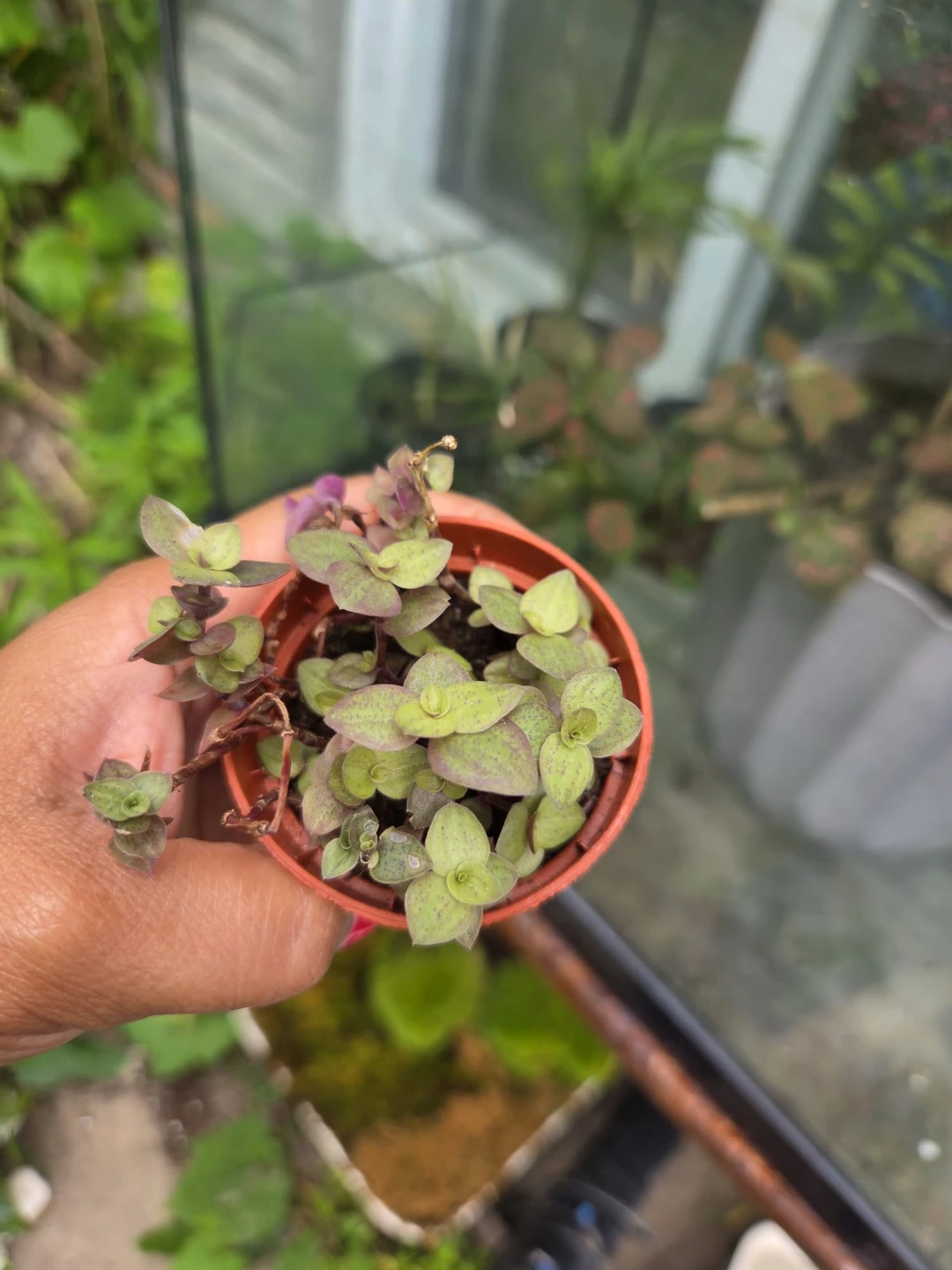 Pink lady plant - photo 2