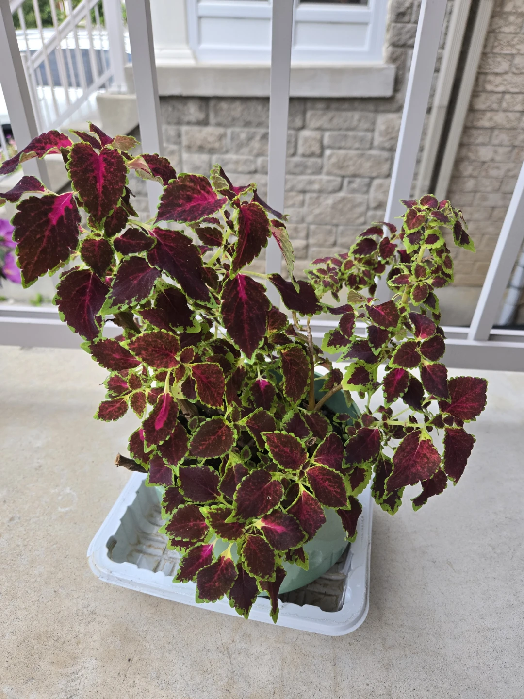 Potted Coleus Plant