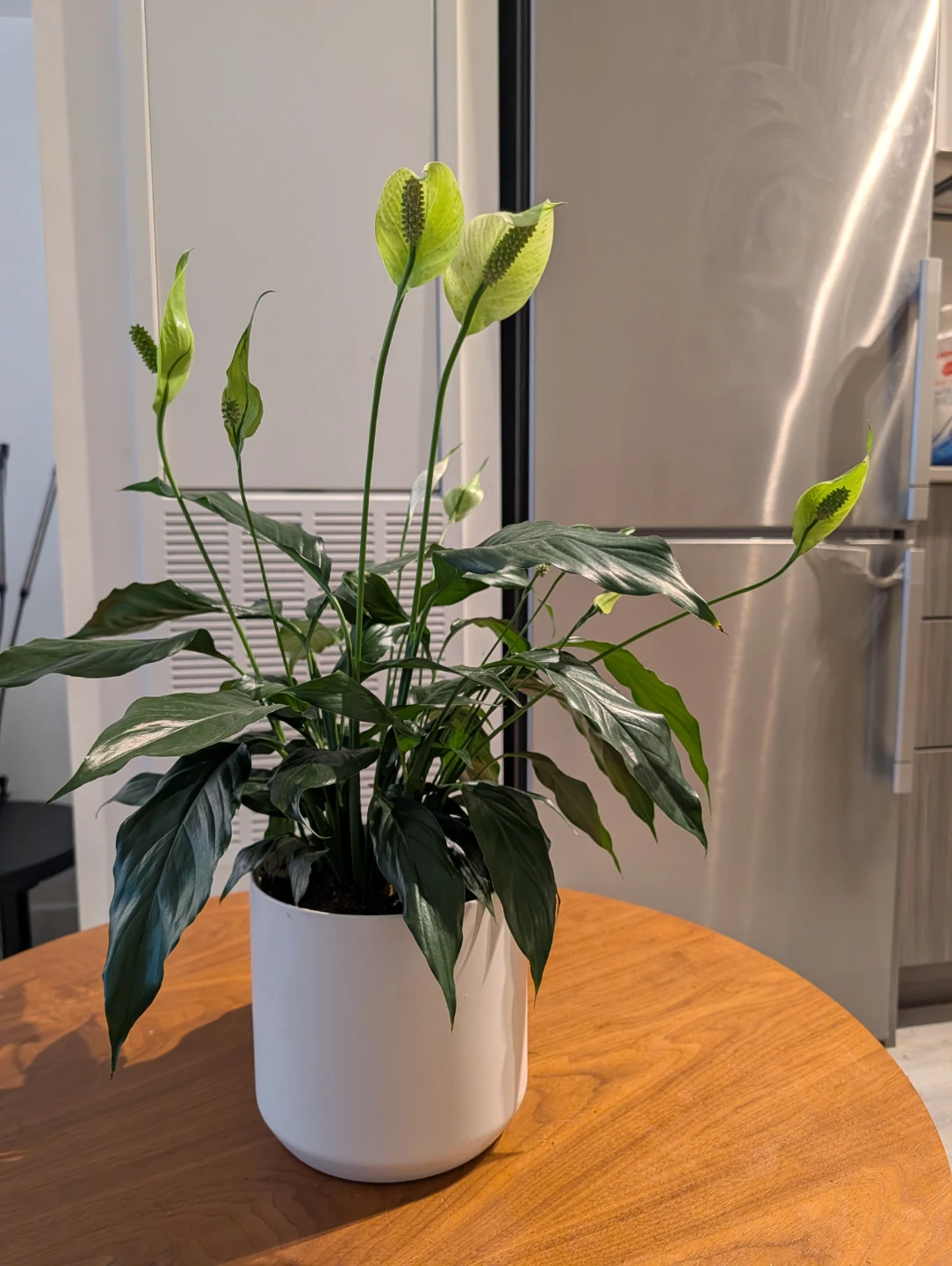 Peace Lily Plant in White Pot