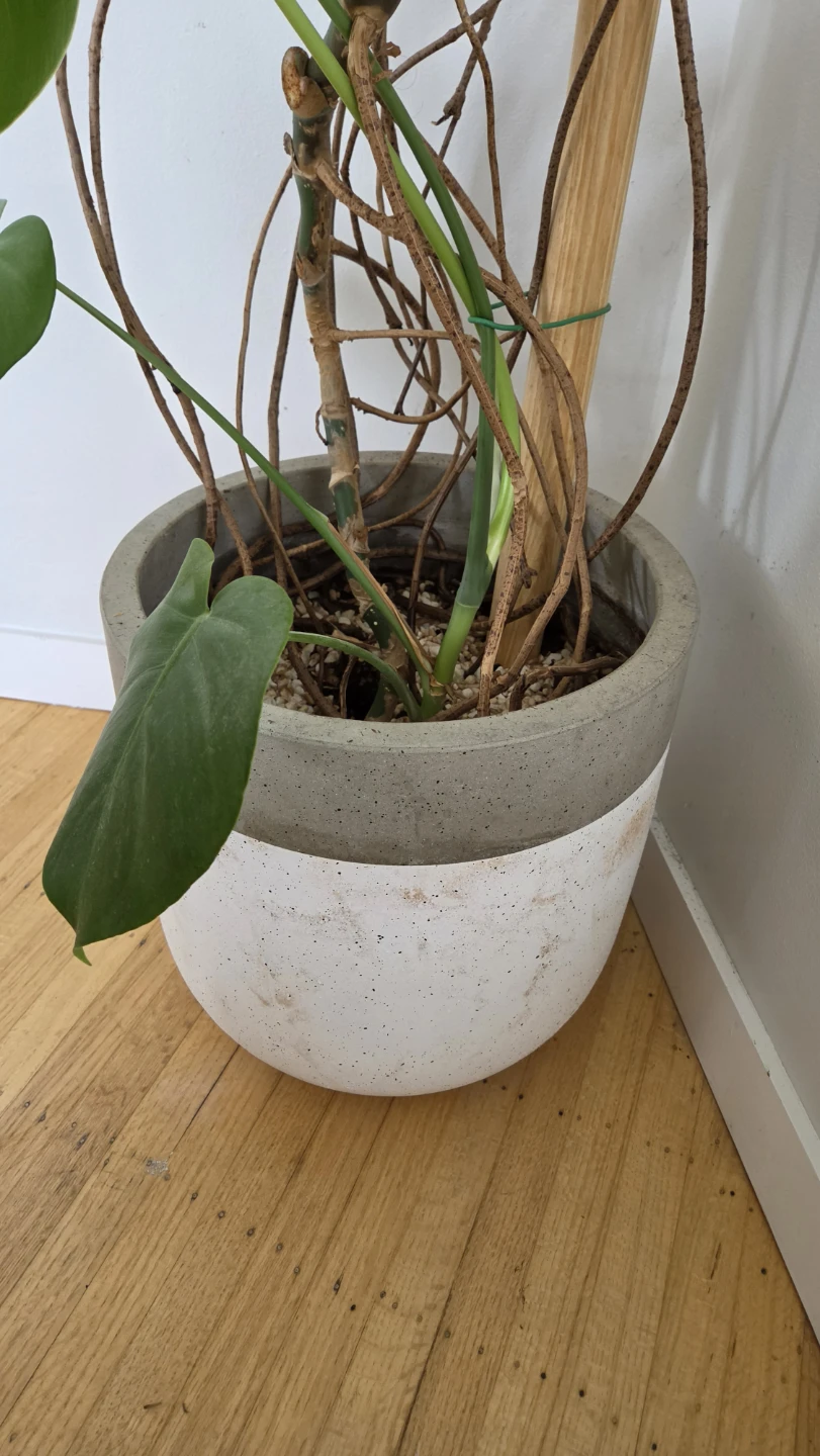 6 ft+ Mature Monstera Deliciosa with Pot - photo 2