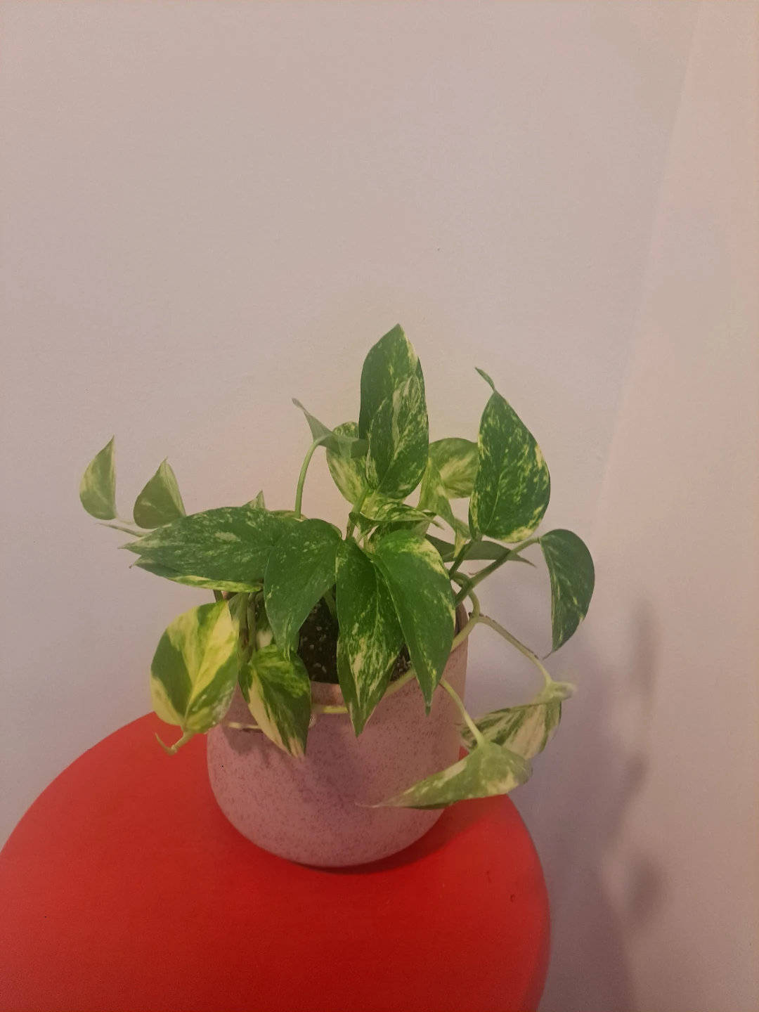Pothos plant in pretty pink pot 💗