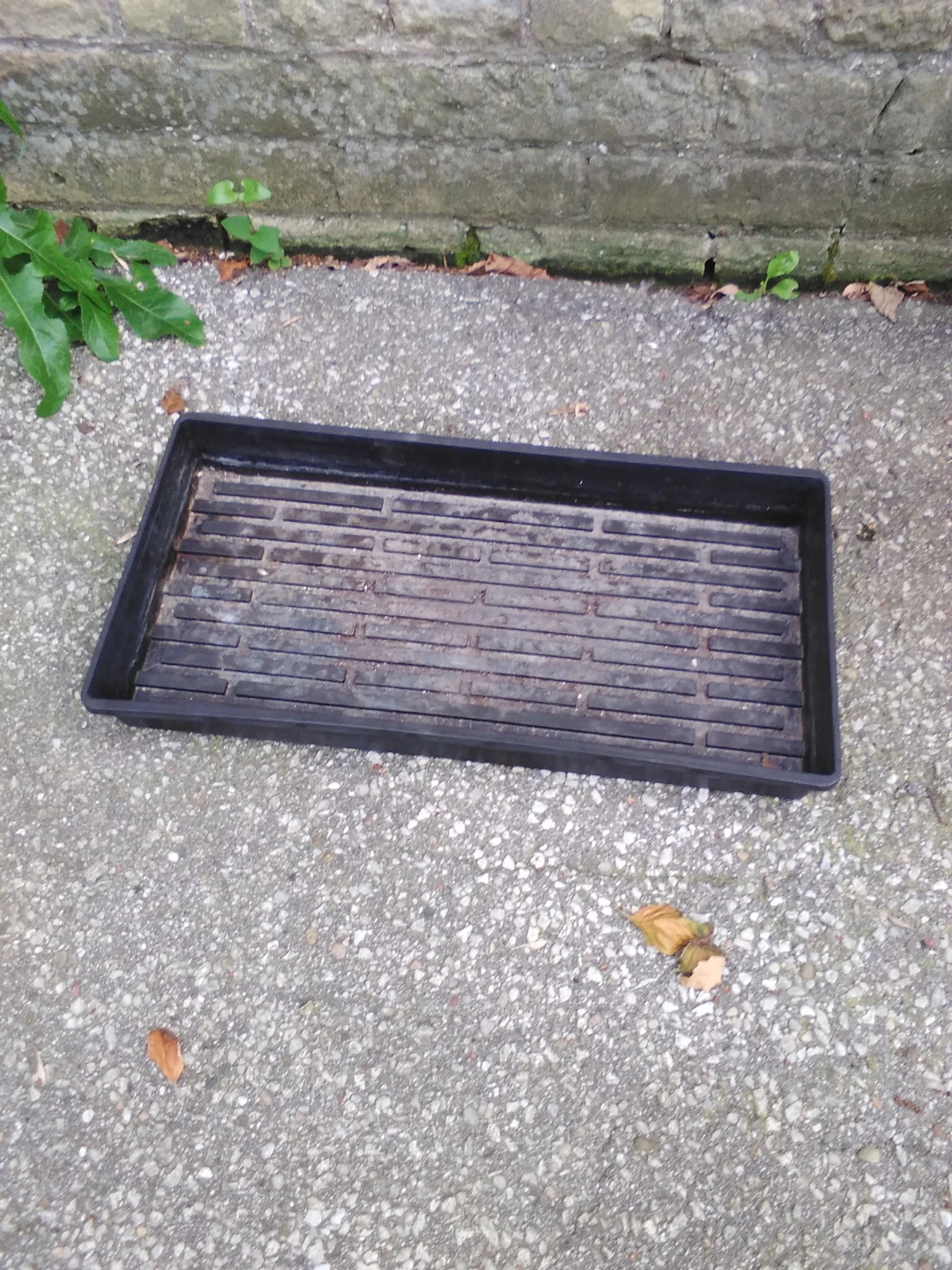 10x20 tray