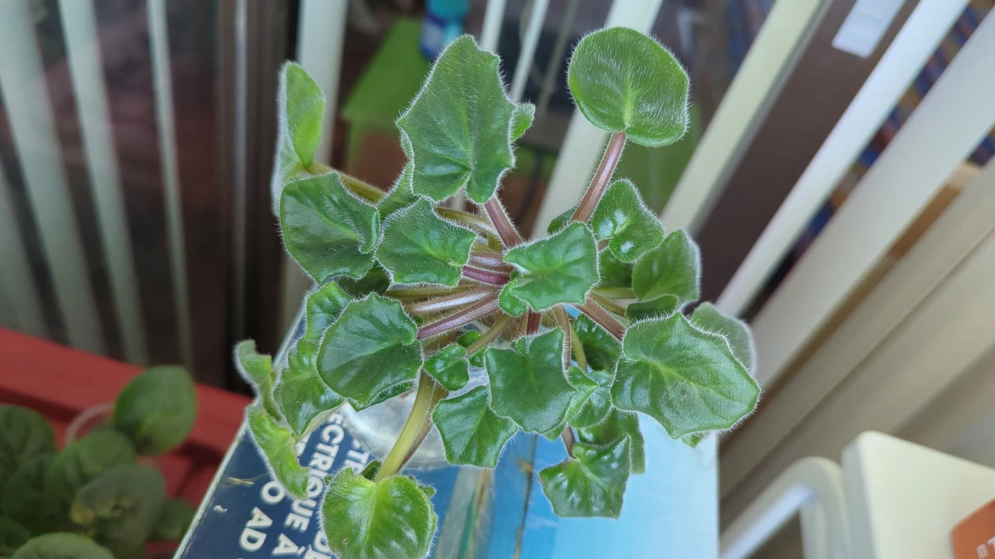African Violet Plant