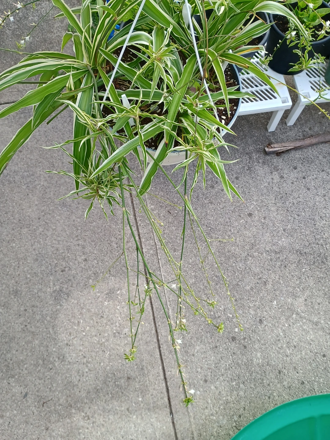 Spider Plant - photo 2