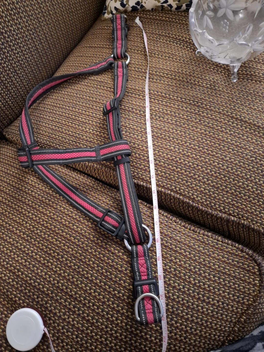 Harness for Dog