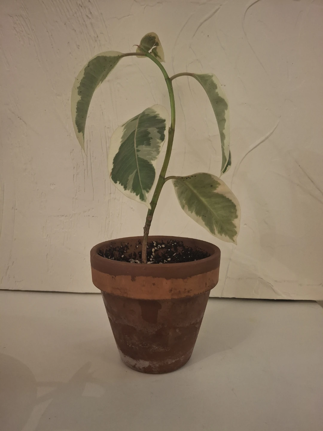Variegated Ficus Elastica Plant