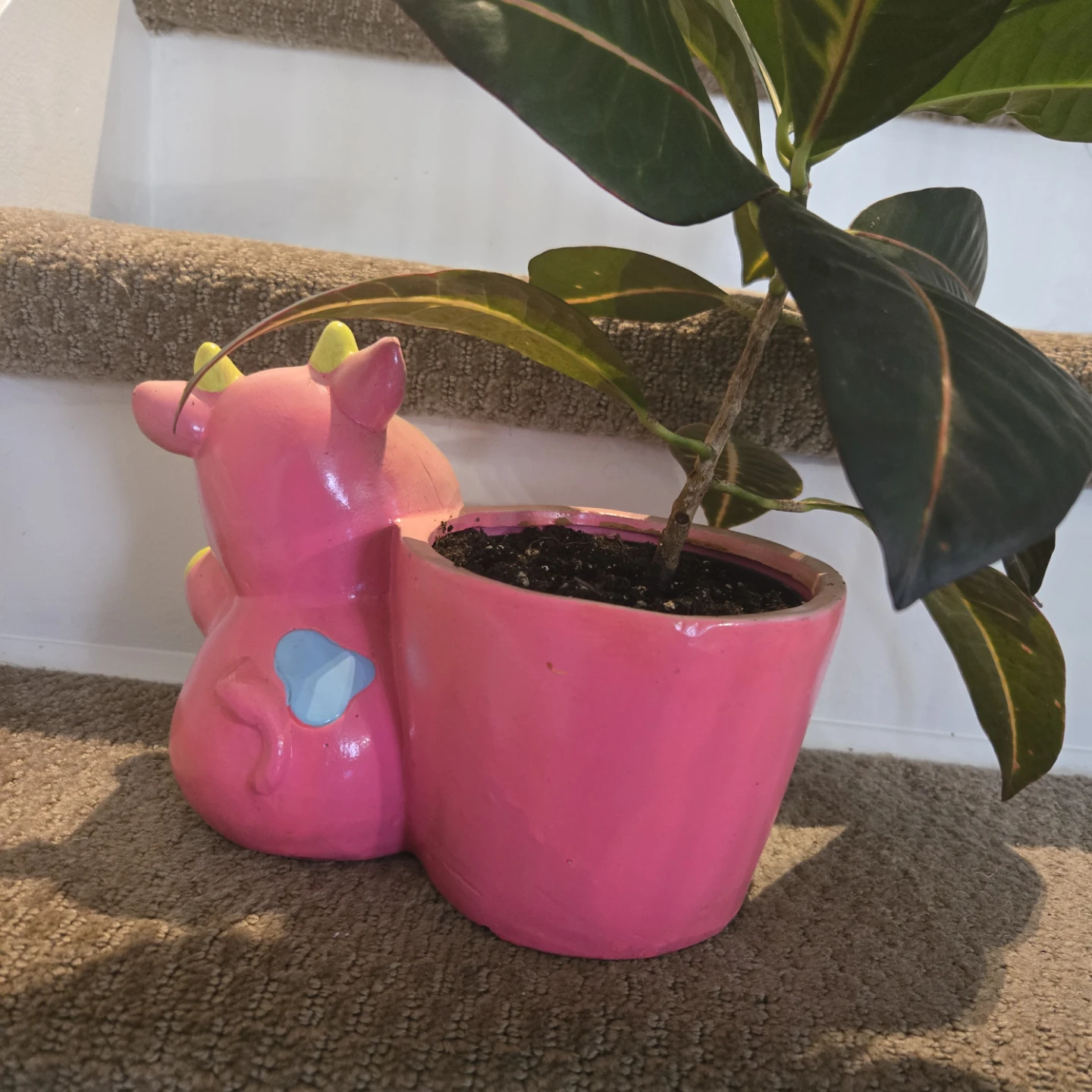 Cute Pink Cow Planter Pot Includes Croton Plant - photo 4