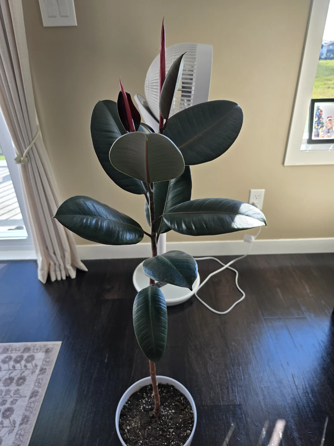 A healthy Ficus elastica 'Burgundy' (Burgundy Rubber Tree) - photo 2