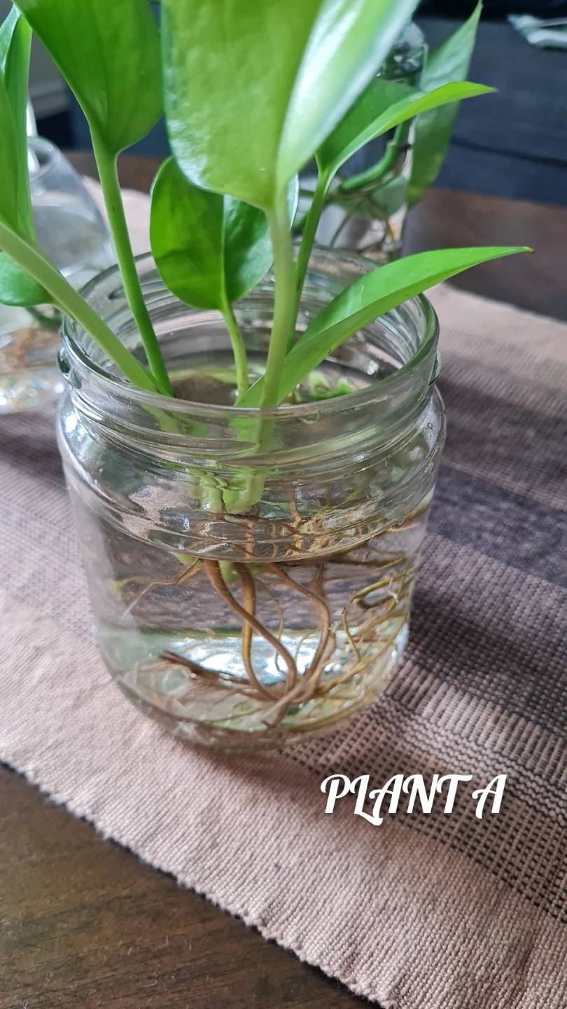 Golden Pothos Rooted in Glass Jars🌿!! $8 each or all for $28 - photo 3