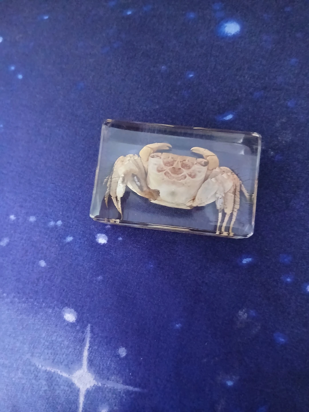 Real Insect Specimen taxidermy - photo 2