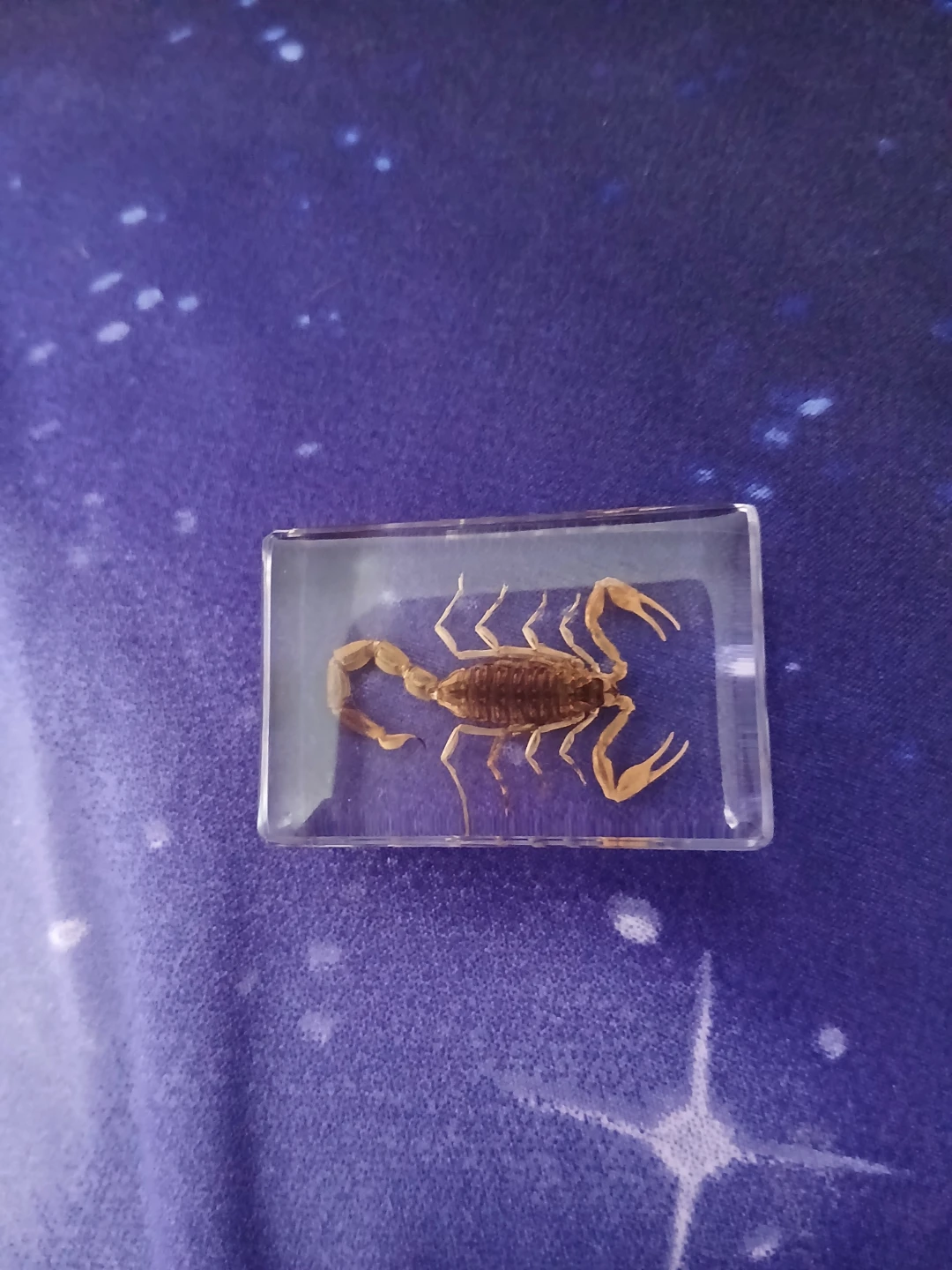 Real Insect Specimen taxidermy - photo 3
