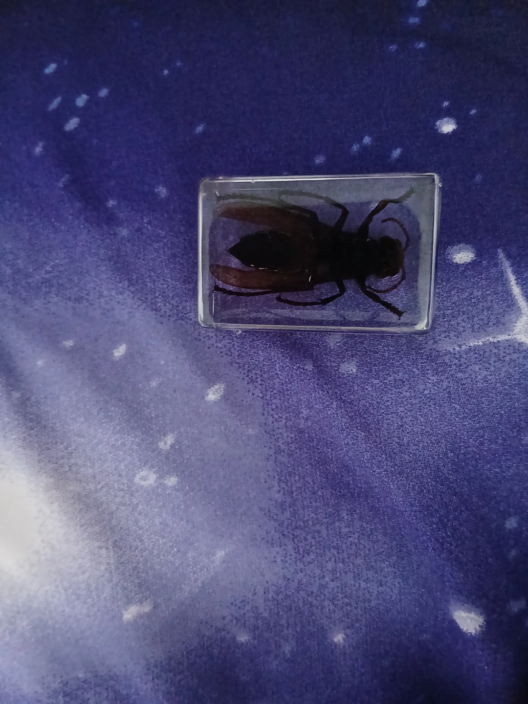 Real Insect Specimen taxidermy - photo 4
