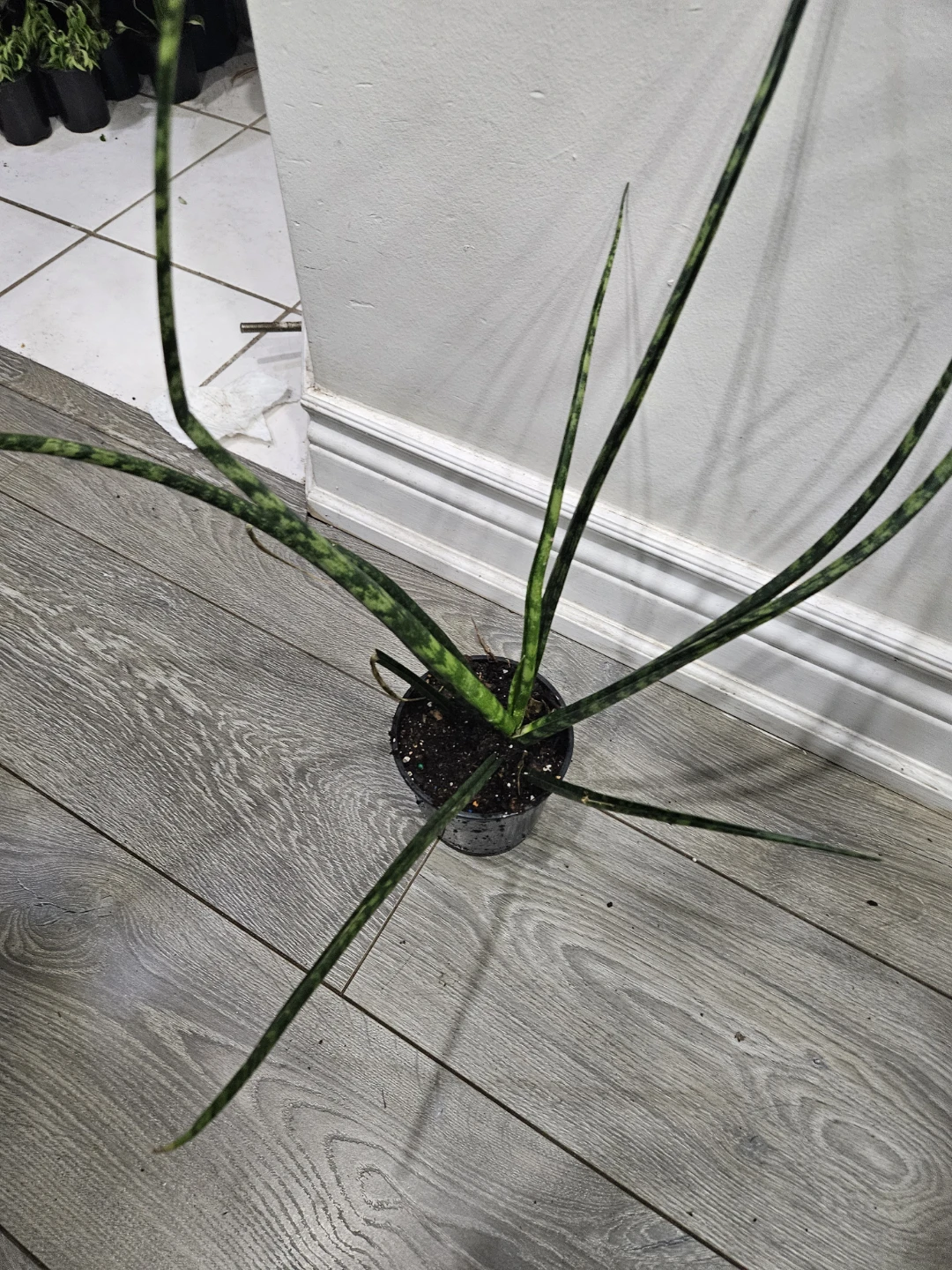 Snake Plant - Cylindrical Variety - photo 2
