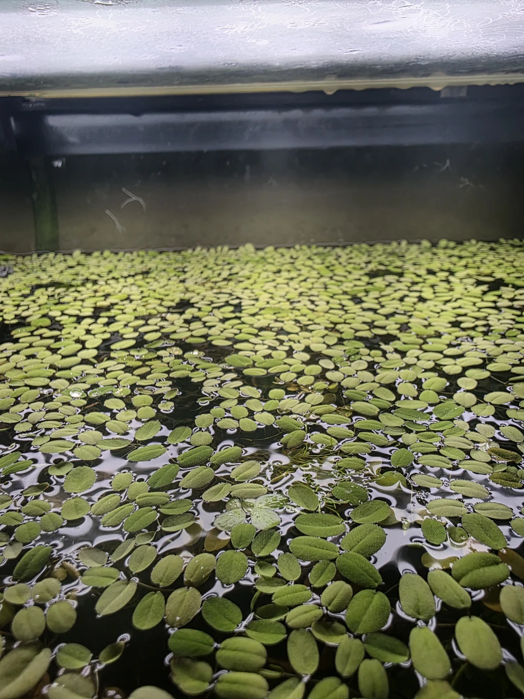 Water Spangles (Salvina minima)