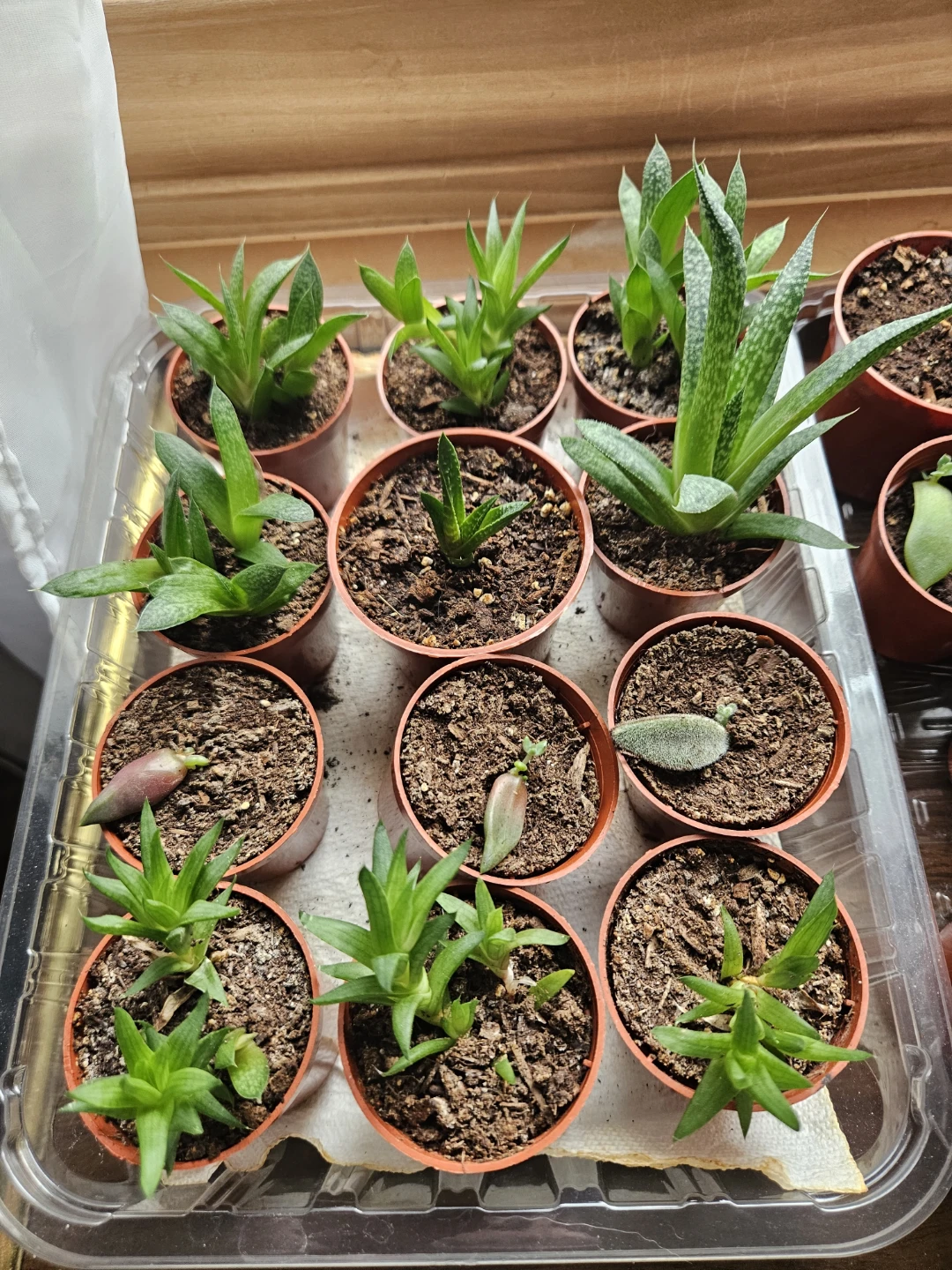Live Succulent Plants - photo 3