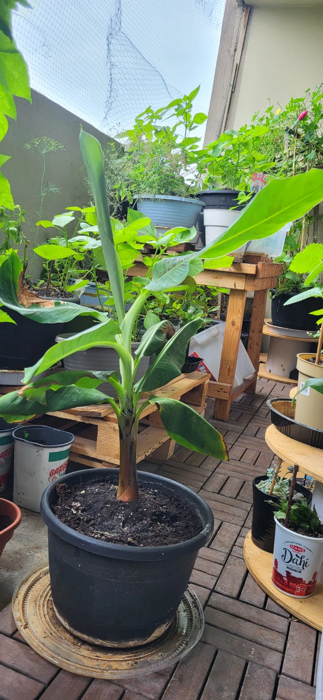 Banana Plant_ price is FIRM