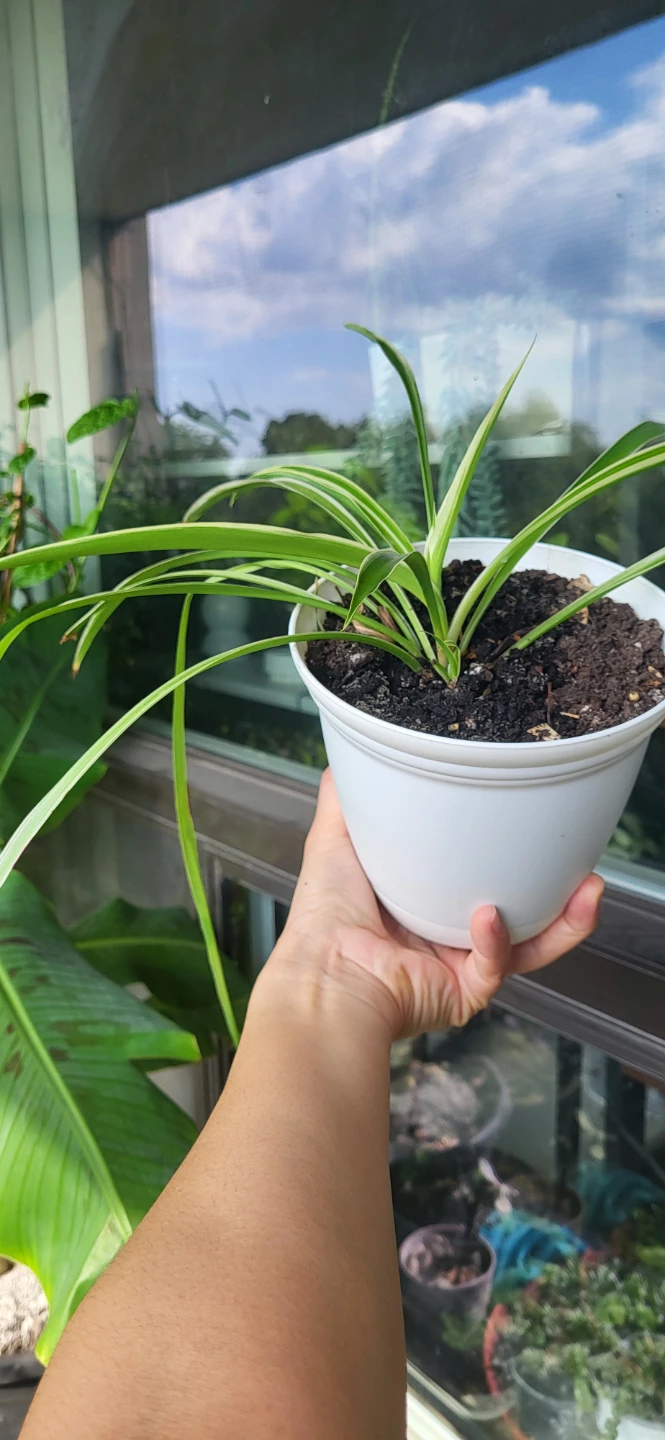 Spider Plant in White plastic pot