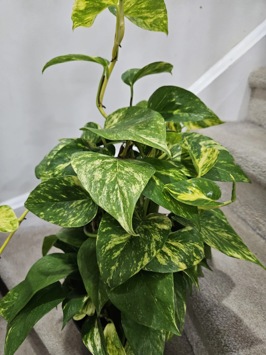 Pothos Plant - photo 4