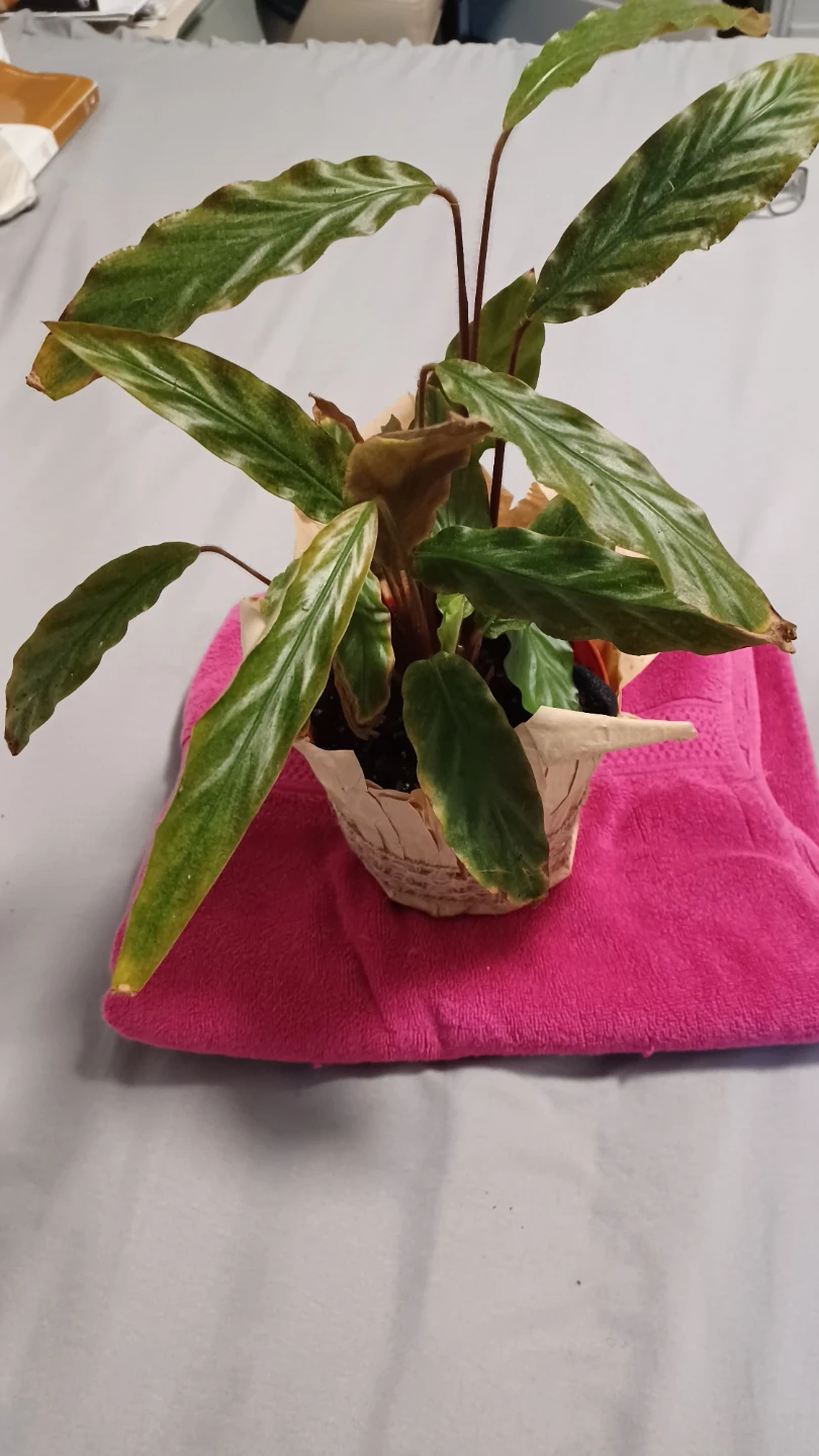 Calathea Plant in Decorative Pot