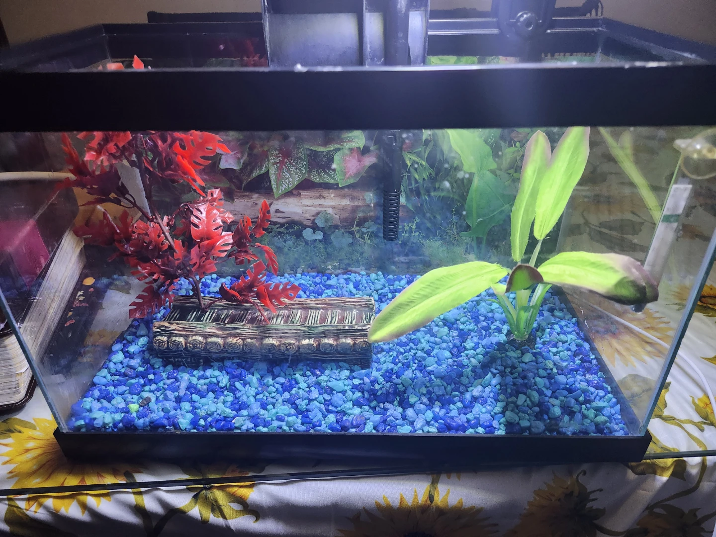 Full Set Up 5 gal Aquarium with 5 Guppies (light, filter, etc) - photo 2