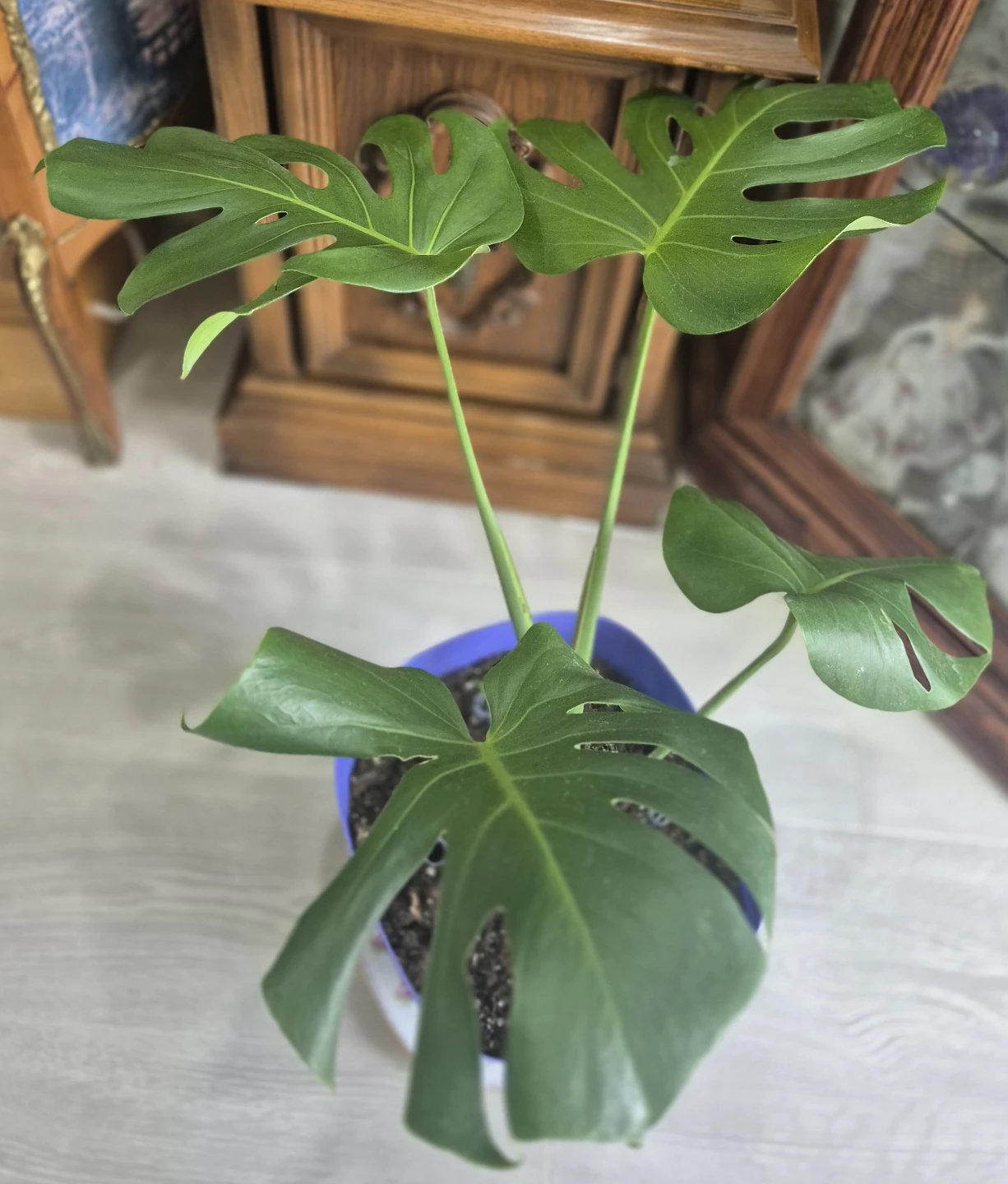 Monstera Plant in Purple PotAnd succulents - photo 5