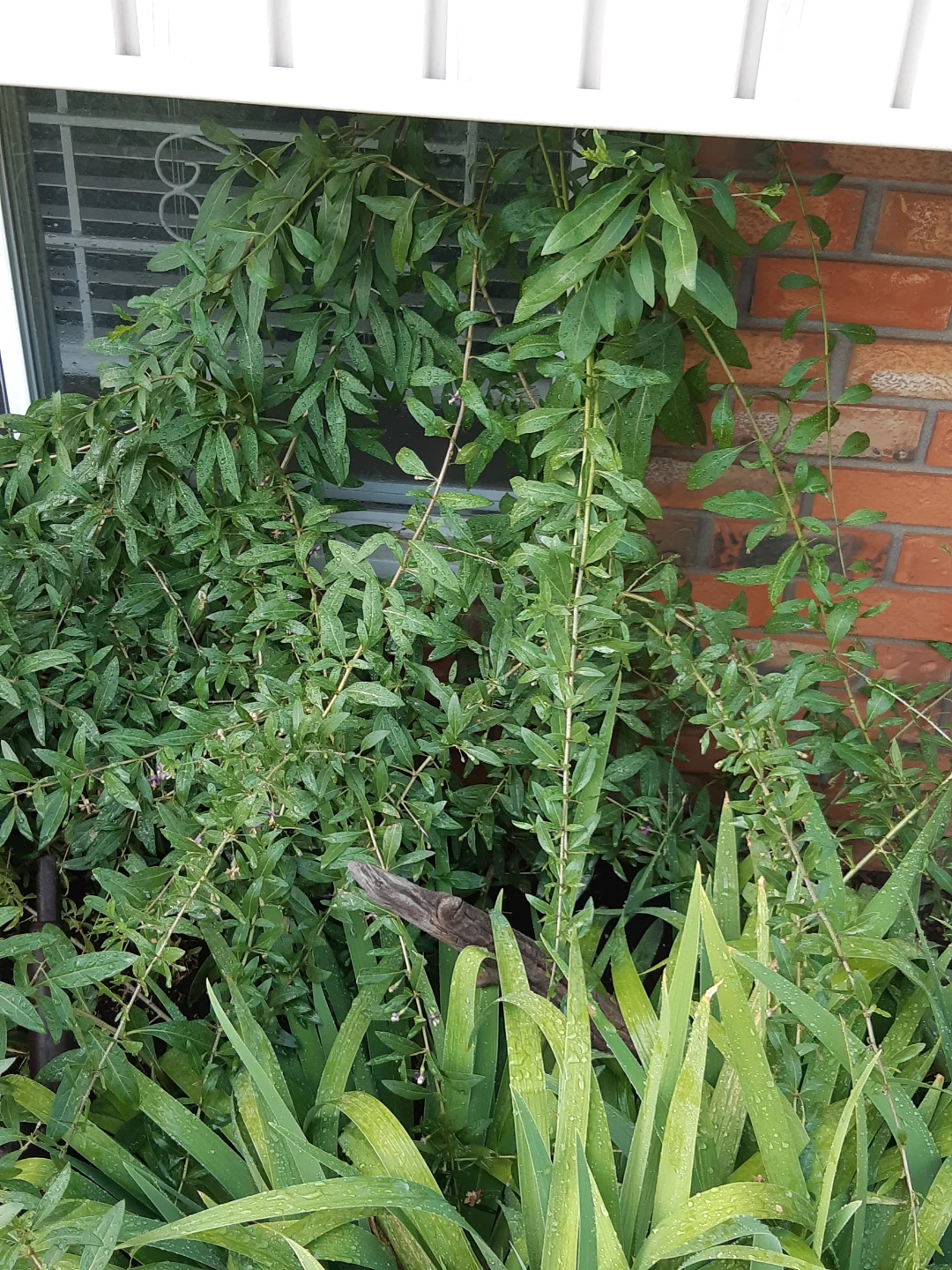 Perennial Goji Berry Plants - photo 5