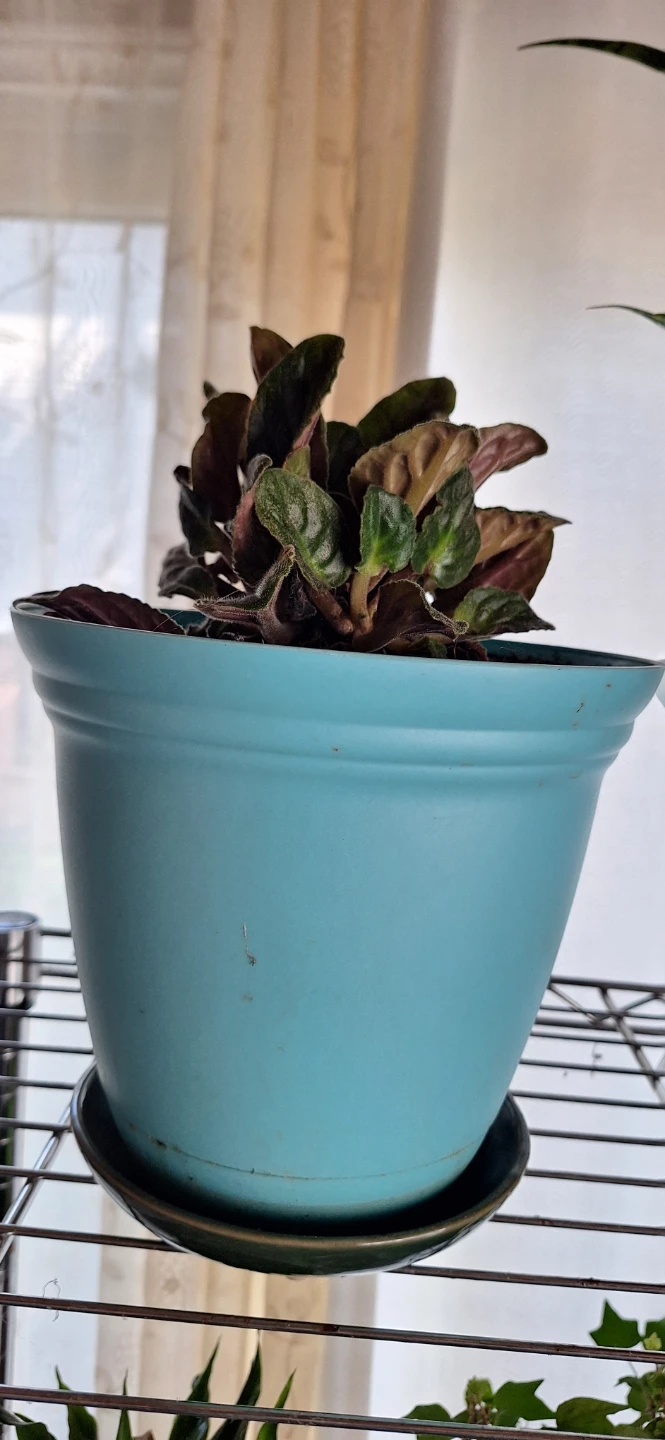 FREE house plants - photo 2