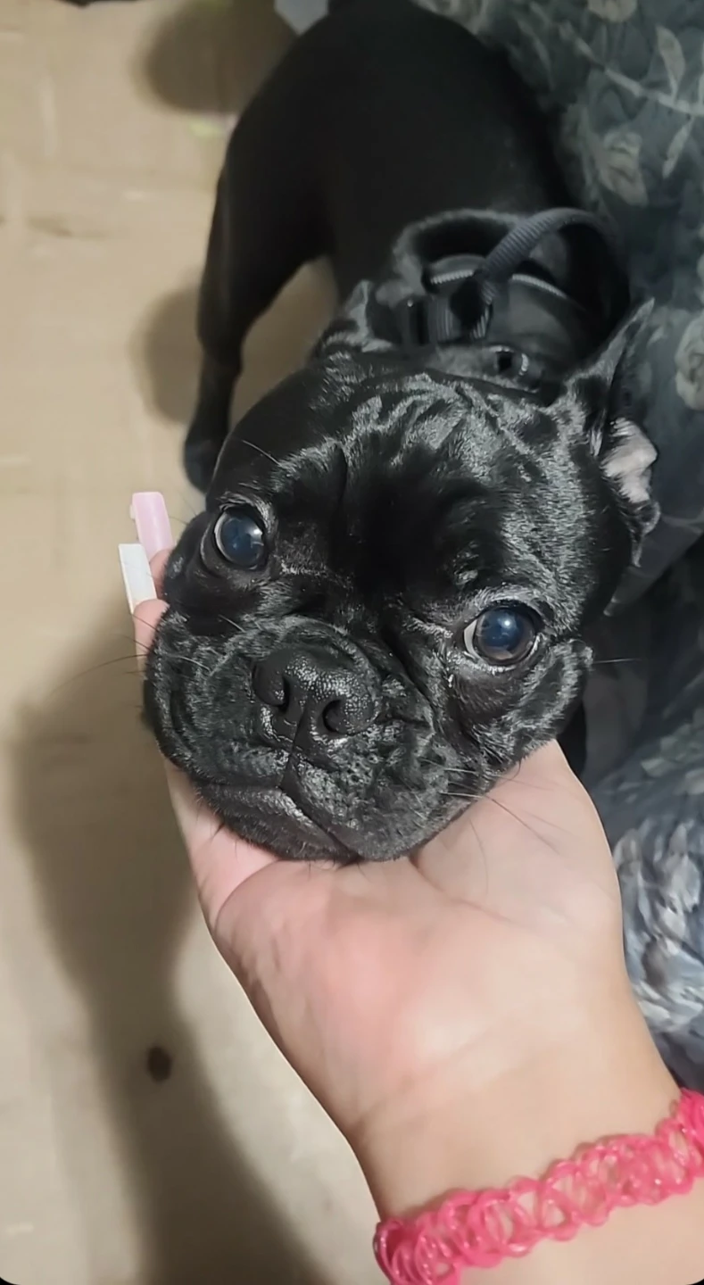 Black Frenchie🩵🩵