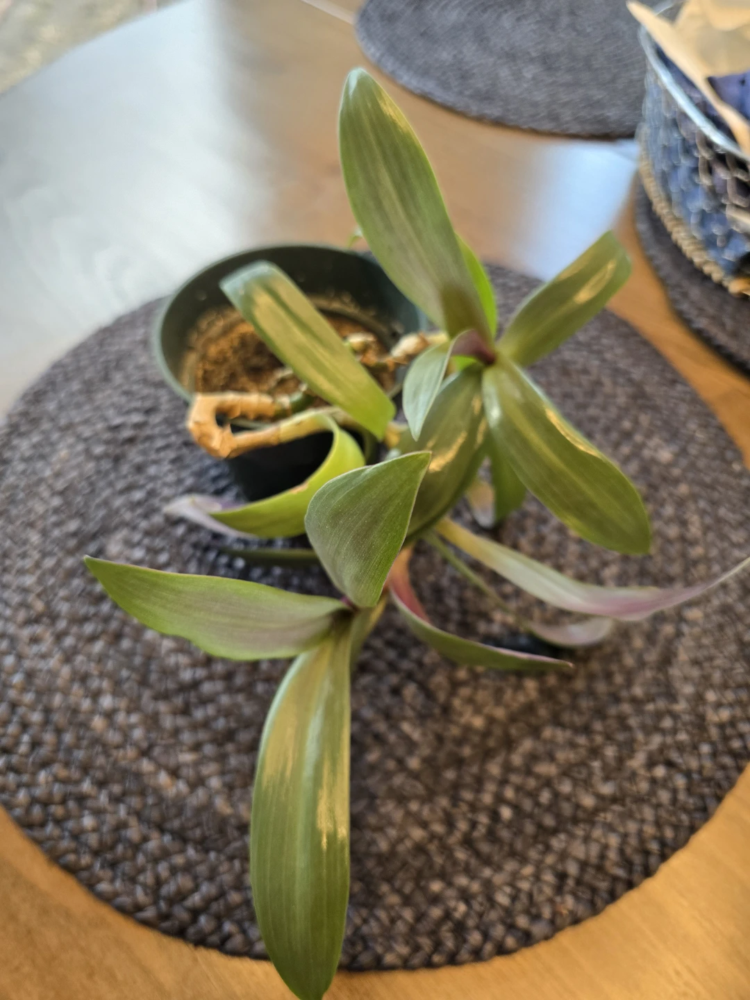 Tradescantia spathacea (Moses-in-the-cradle)