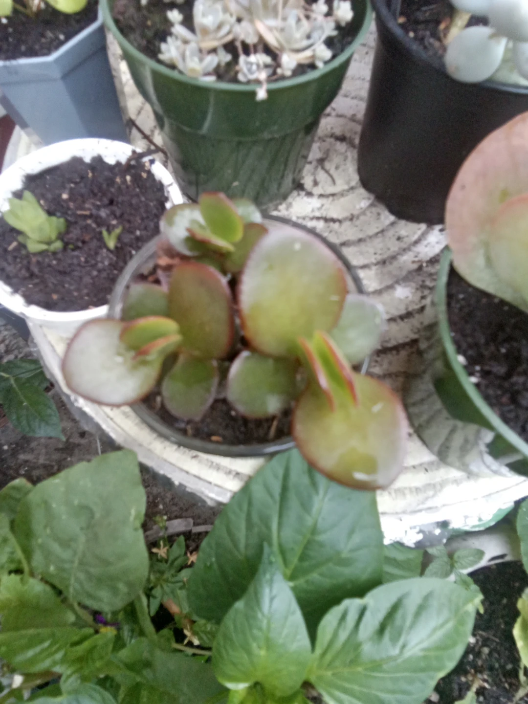 Jade plant