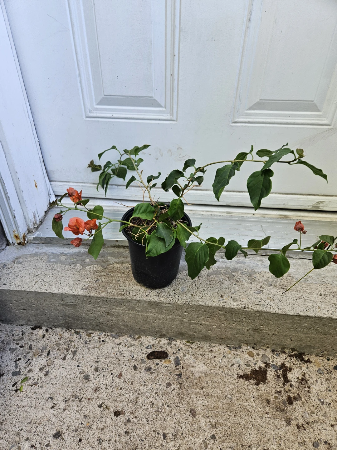 Orange Bougainvillea Plant in Pot