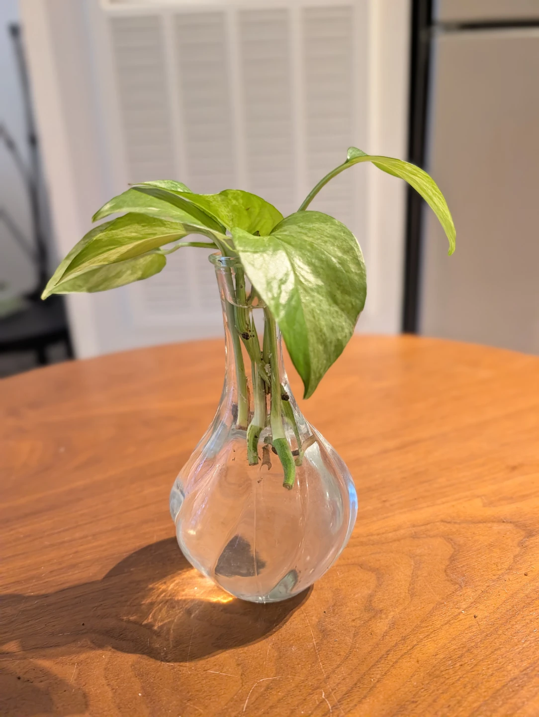 Pothos Plant Cutting in Glass Vase - photo 2