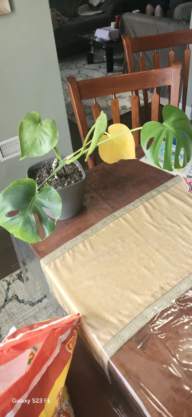 Monstera Deliciosa Plant - photo 4