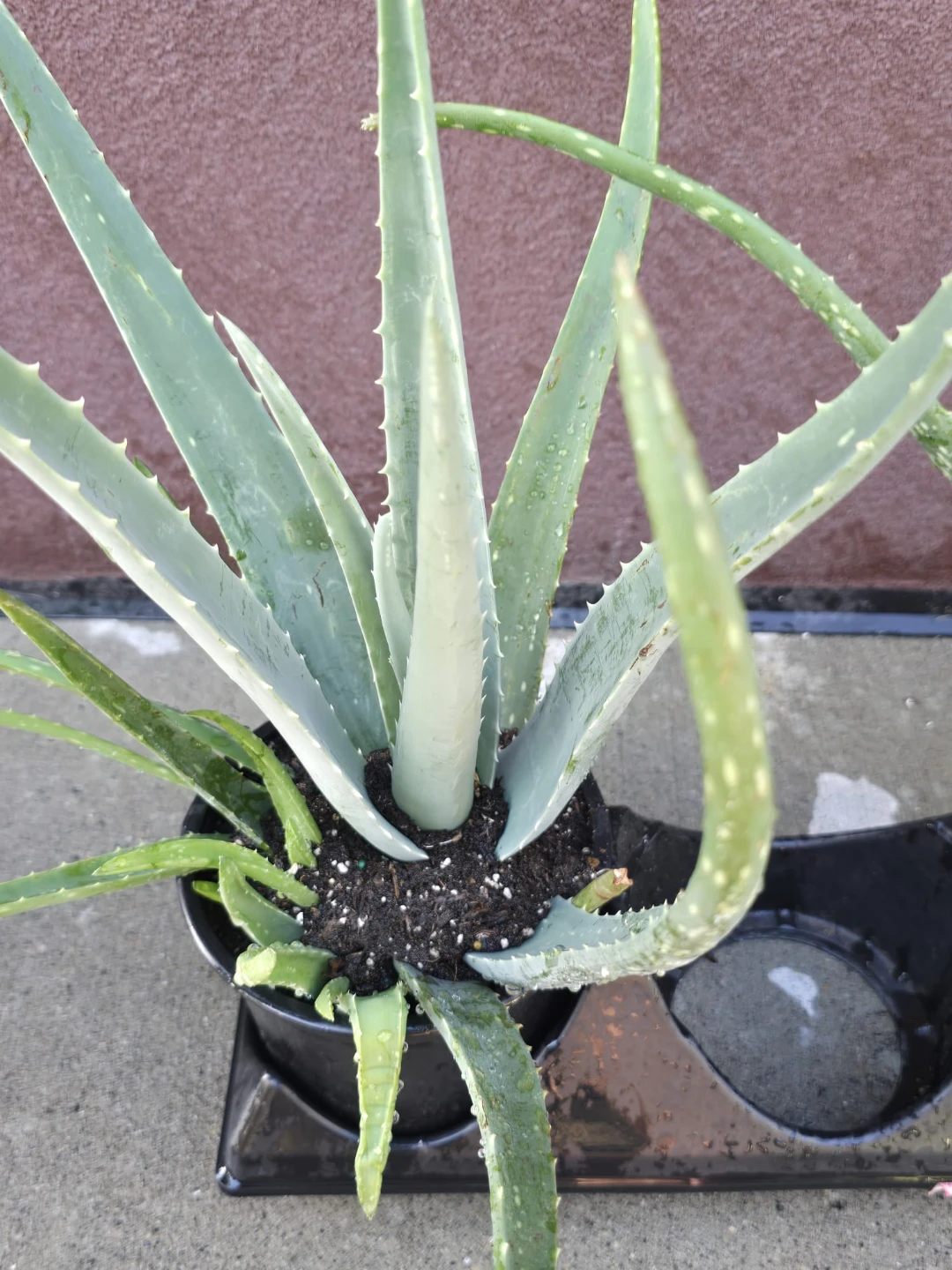 Four Aloe Vera Plants - photo 2