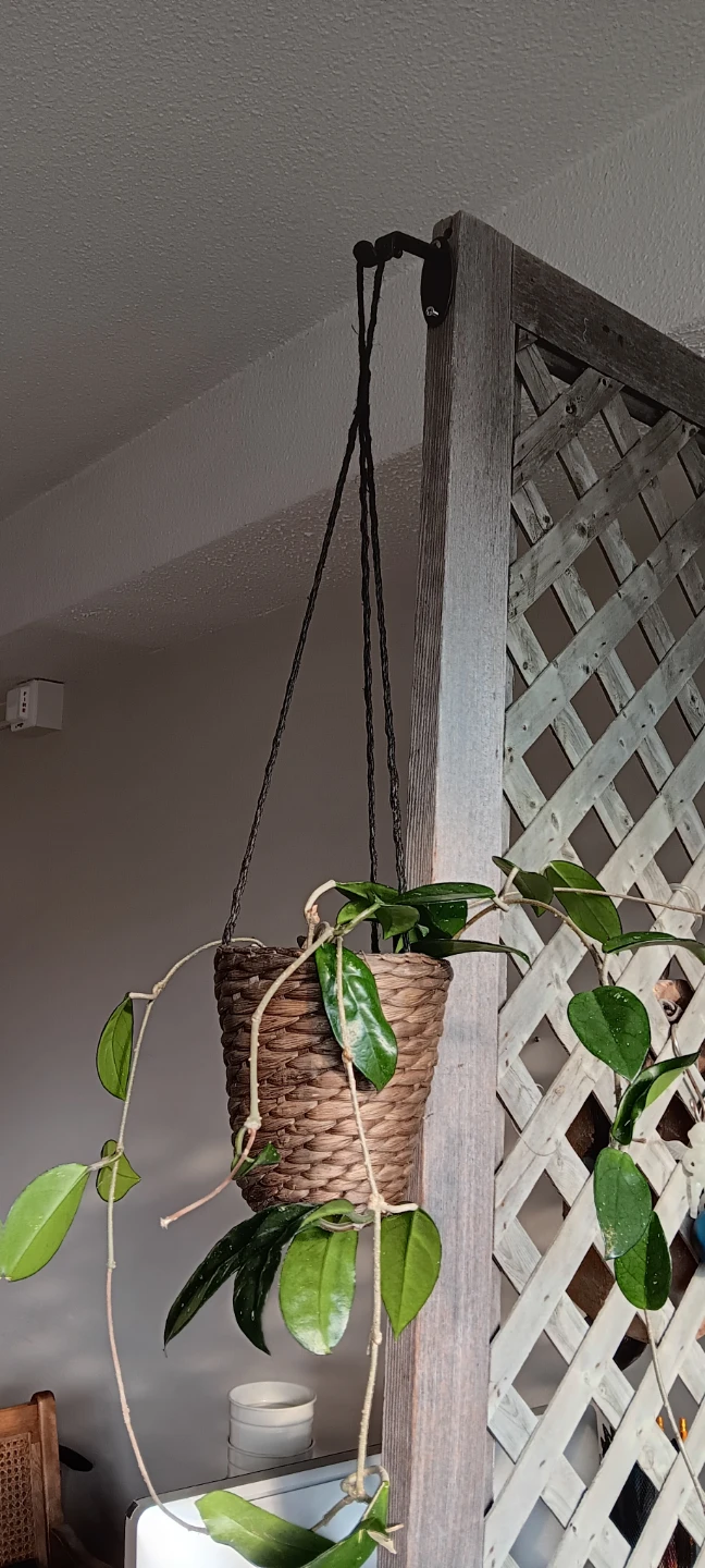 Hoya Plant in Woven Pot - photo 2