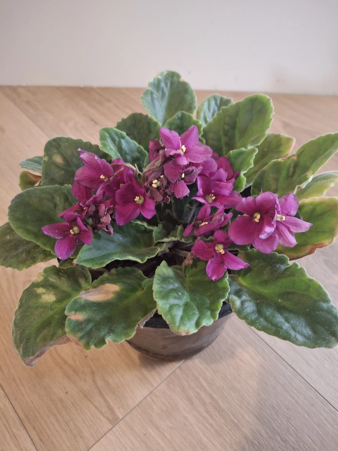 African Violet Plant