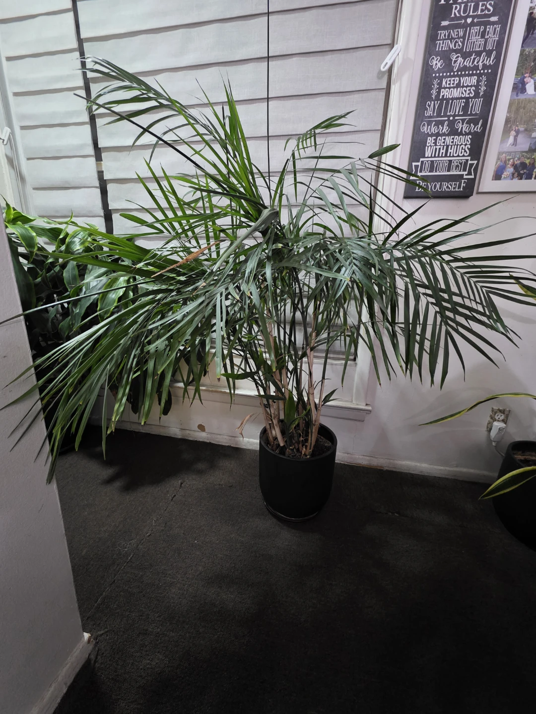 Potted Areca Palm Plant