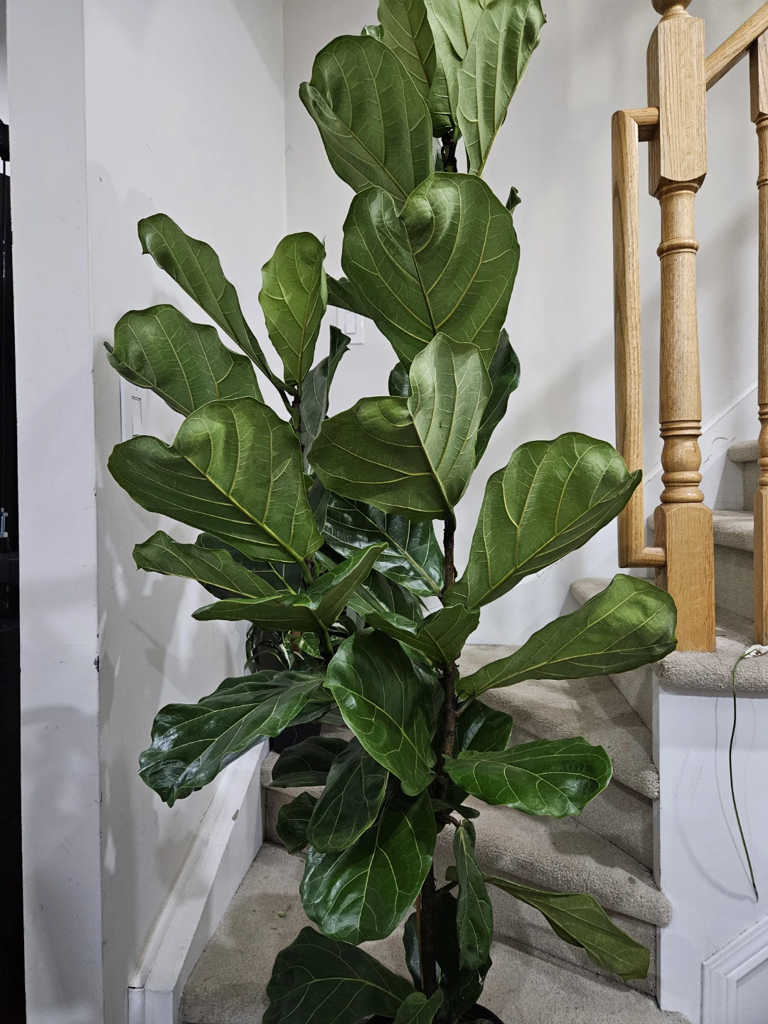 Fiddle Leaf Fig Plant more than 5feet - photo 2